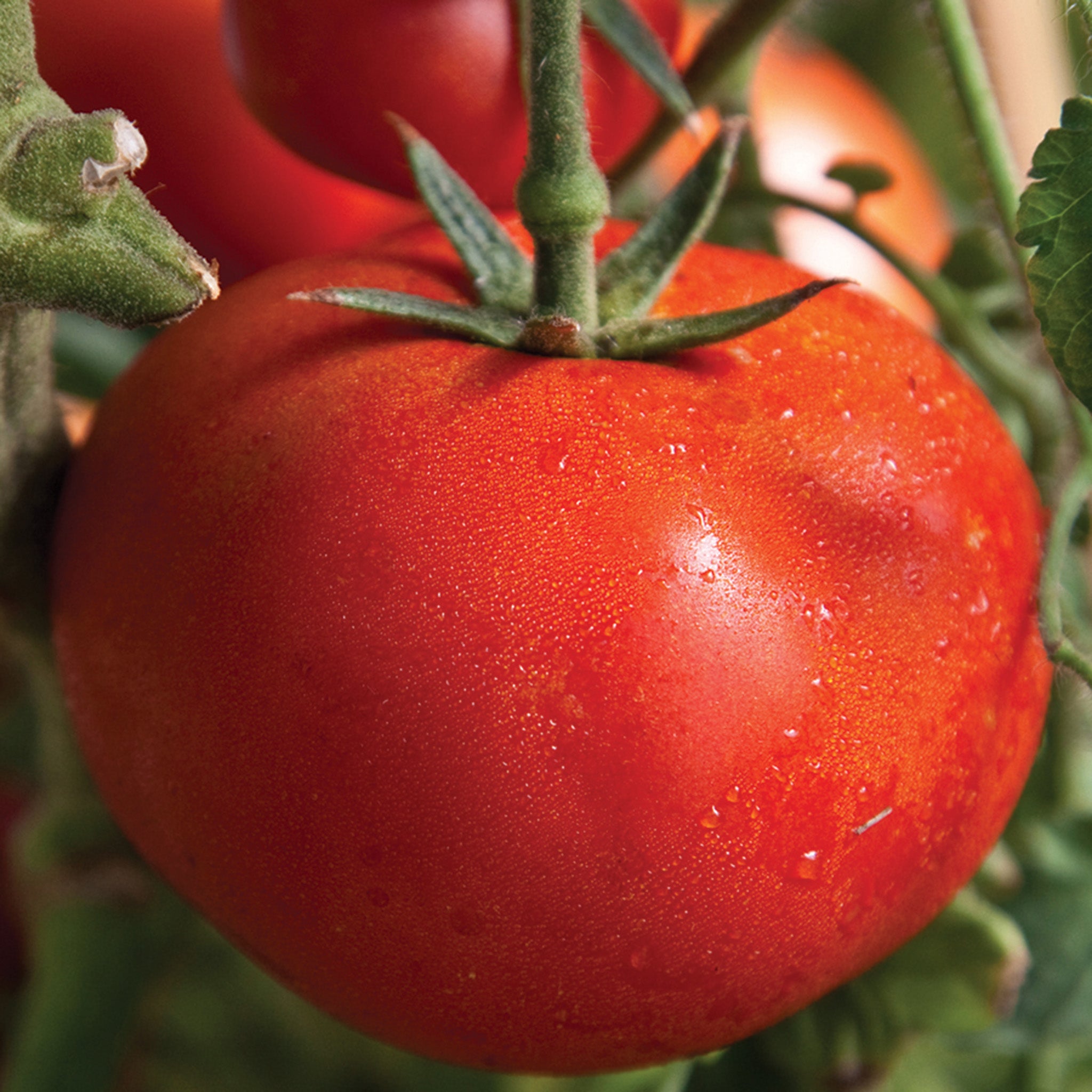 Tomato, Early Girl Classic Hybrid.