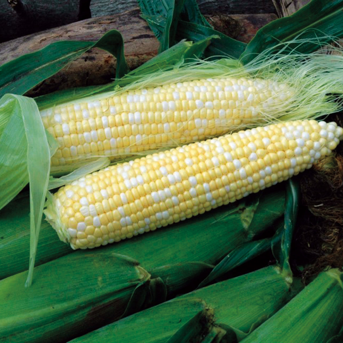 Sweet Corn, Natural Sweet XR Bicolor Hybrid Organic