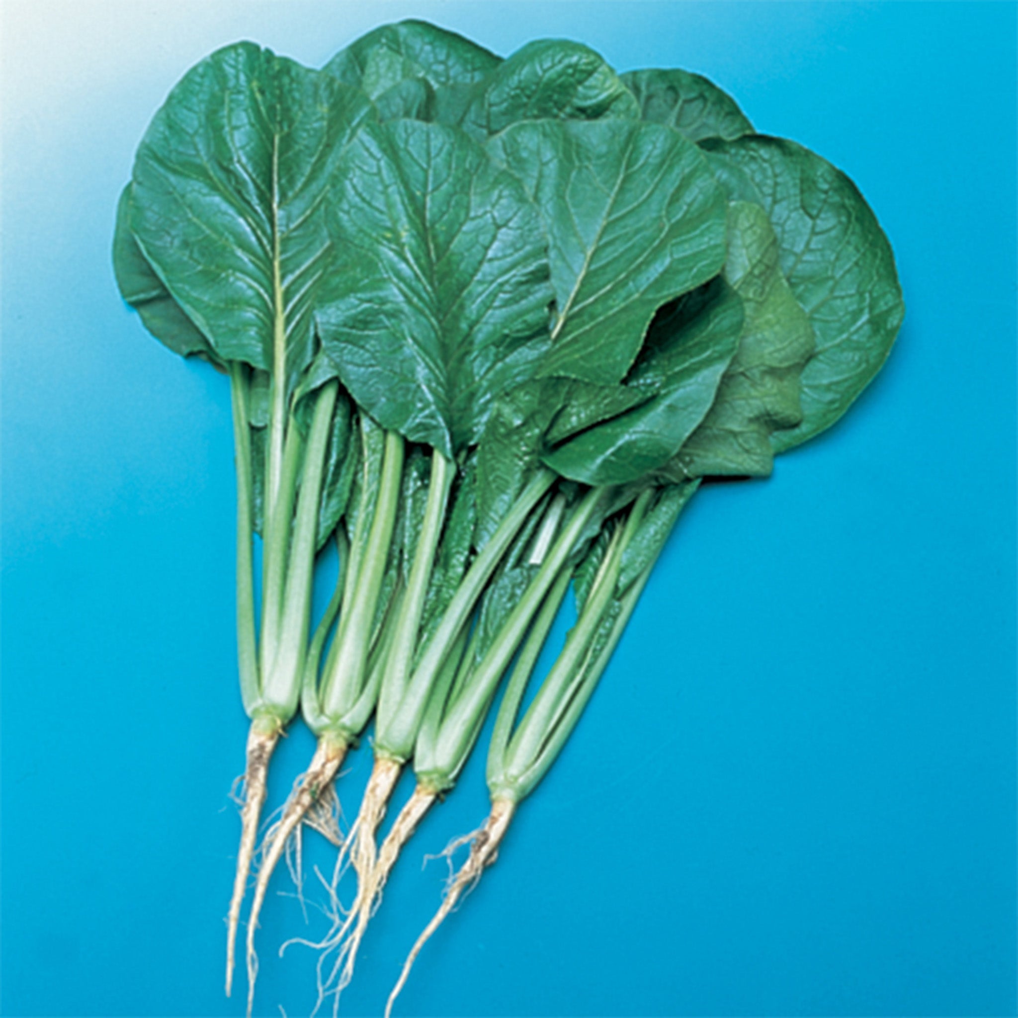 Mustard, Spinach Komatsuna