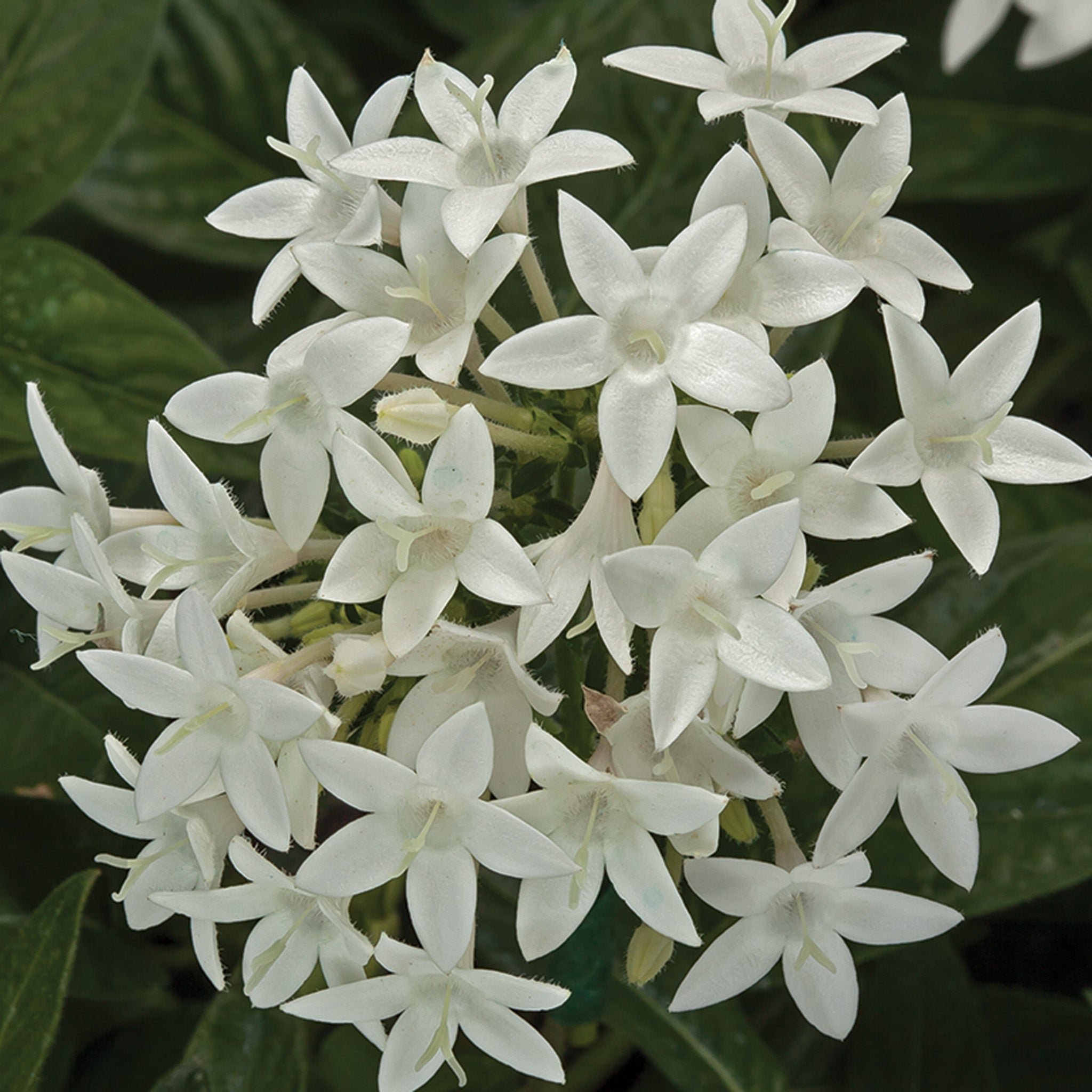 Pentas, Beehive™ White Hybrid