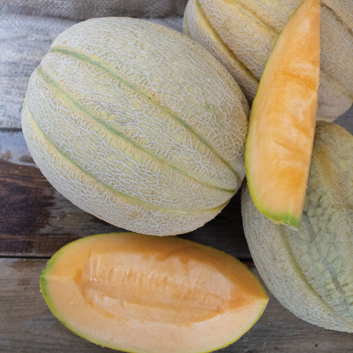 Melon, Solstice Hybrid