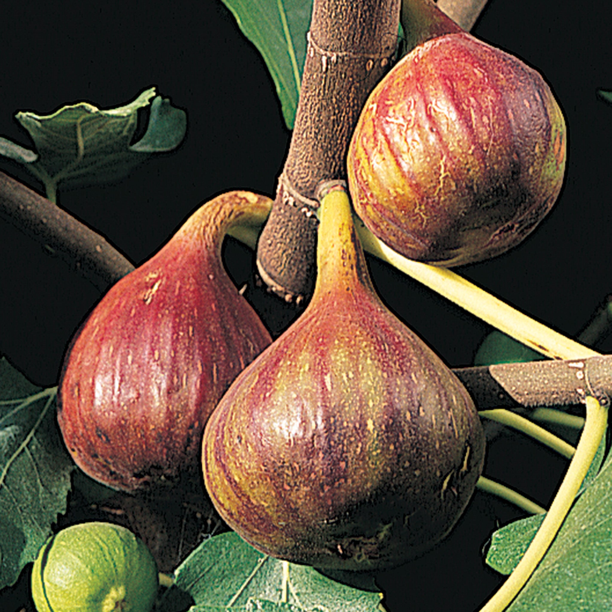 Fig, Vern's Brown Turkey