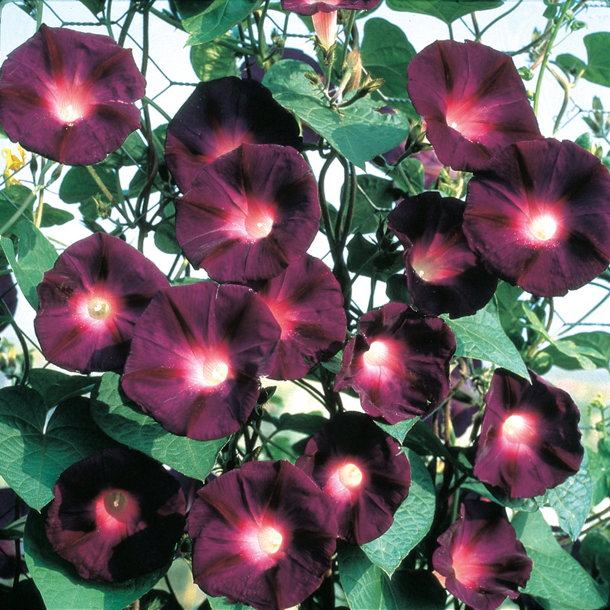 Morning Glory, Carmen