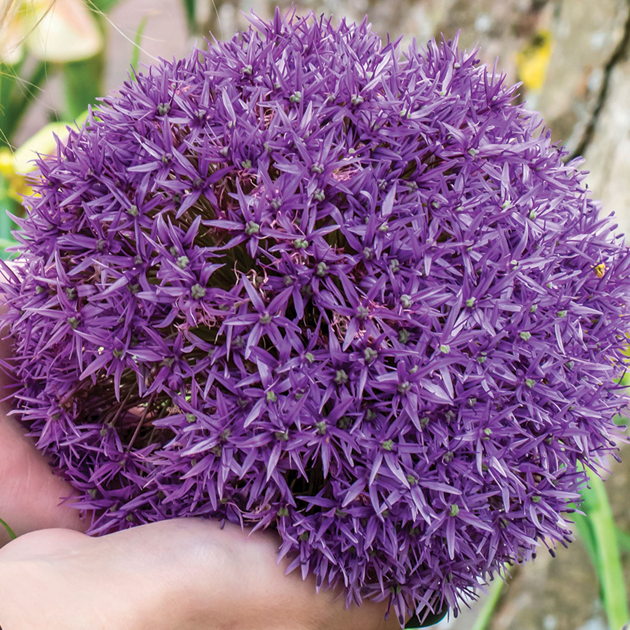 Allium, Gladiator, 3 Pack