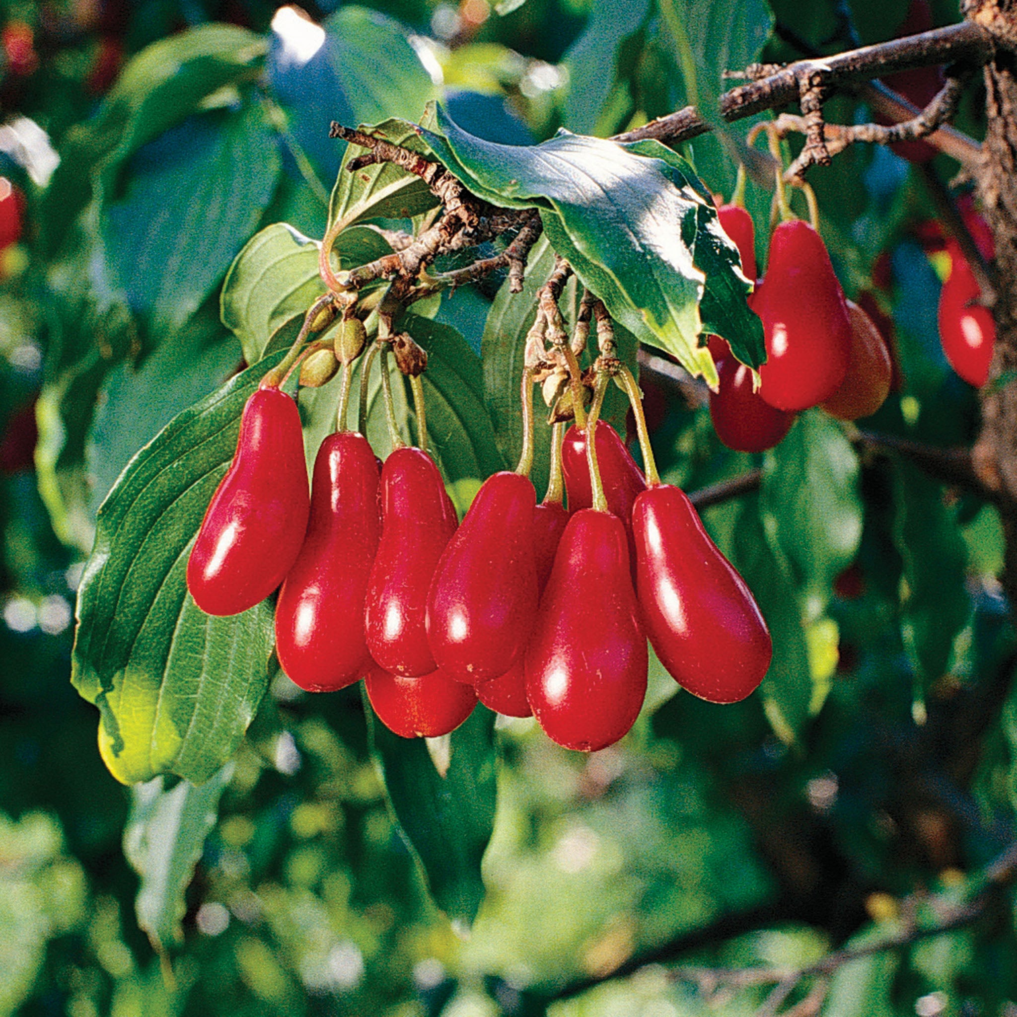 Cornelian Cherry, Elegant™