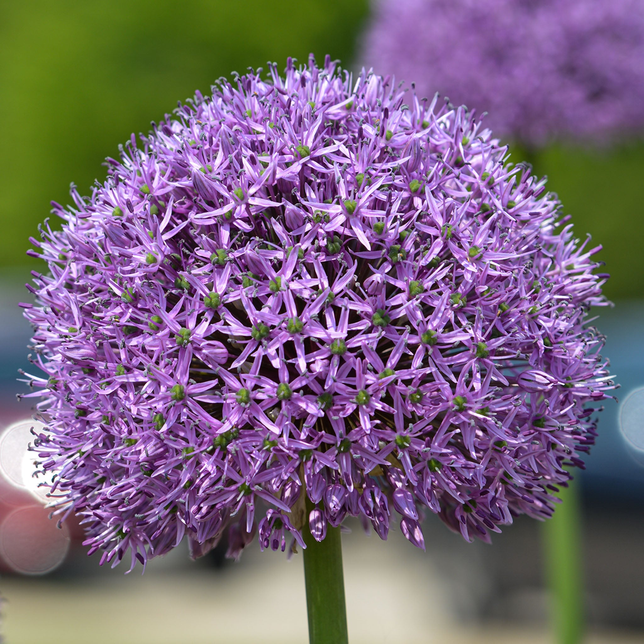 Allium, Globemaster