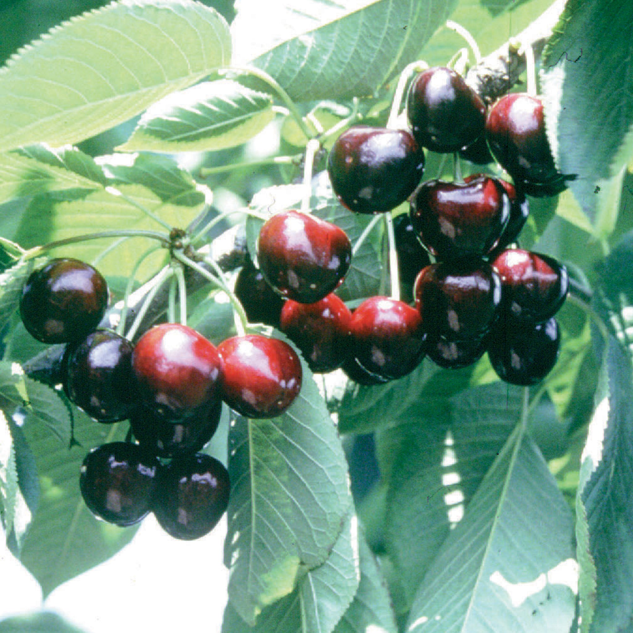 Cherry, Dwarf, Sweet, Lapins