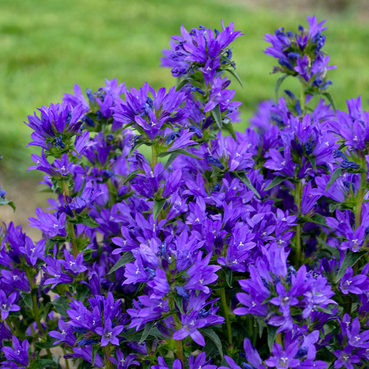 Campanula, Bells and Whistles