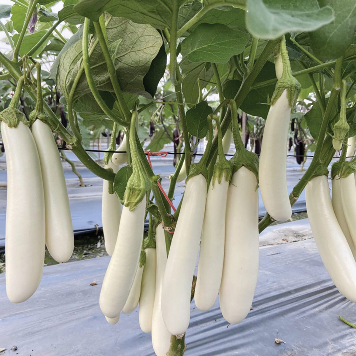 Eggplant, Icicle Hybrid