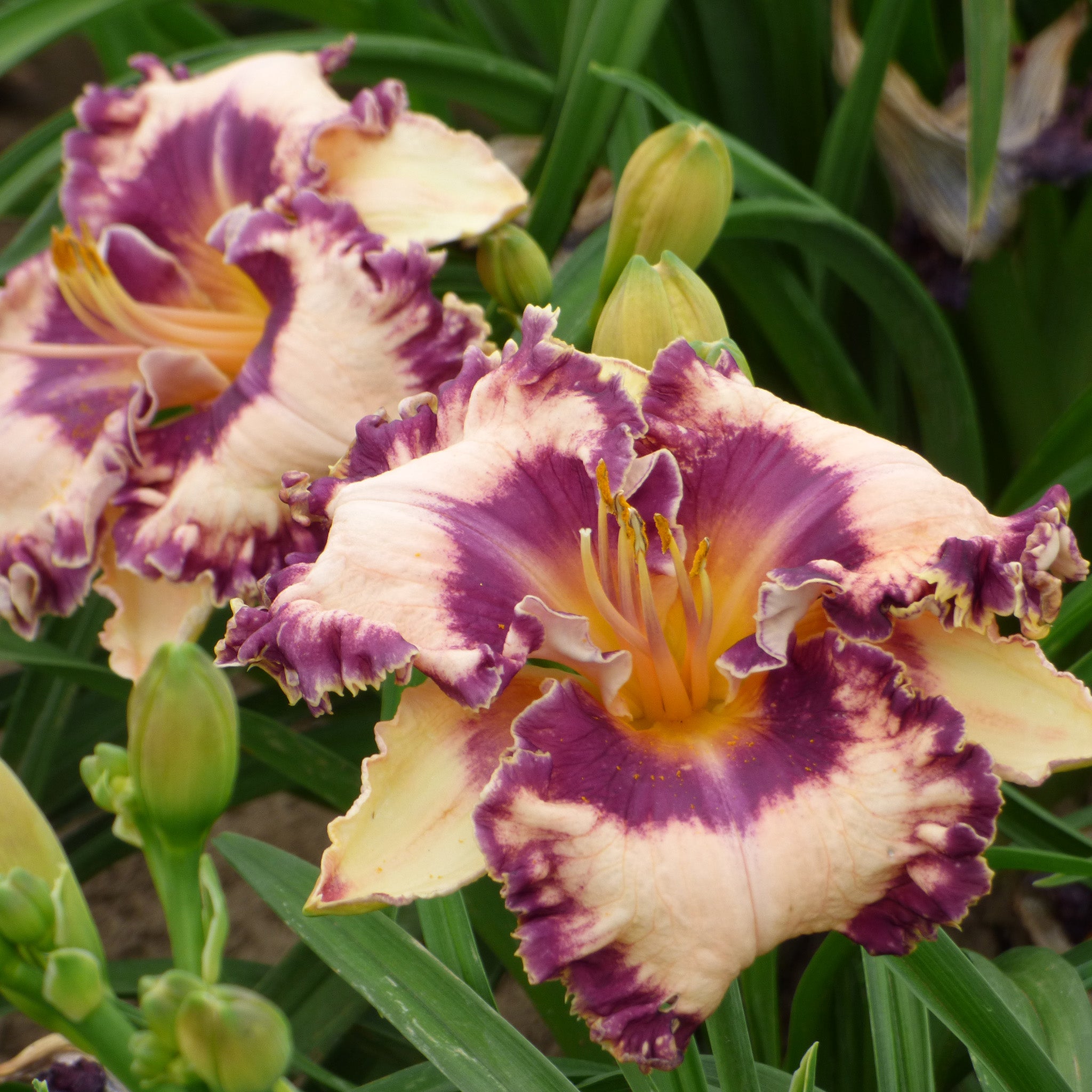 Daylily, Hanalei Bay