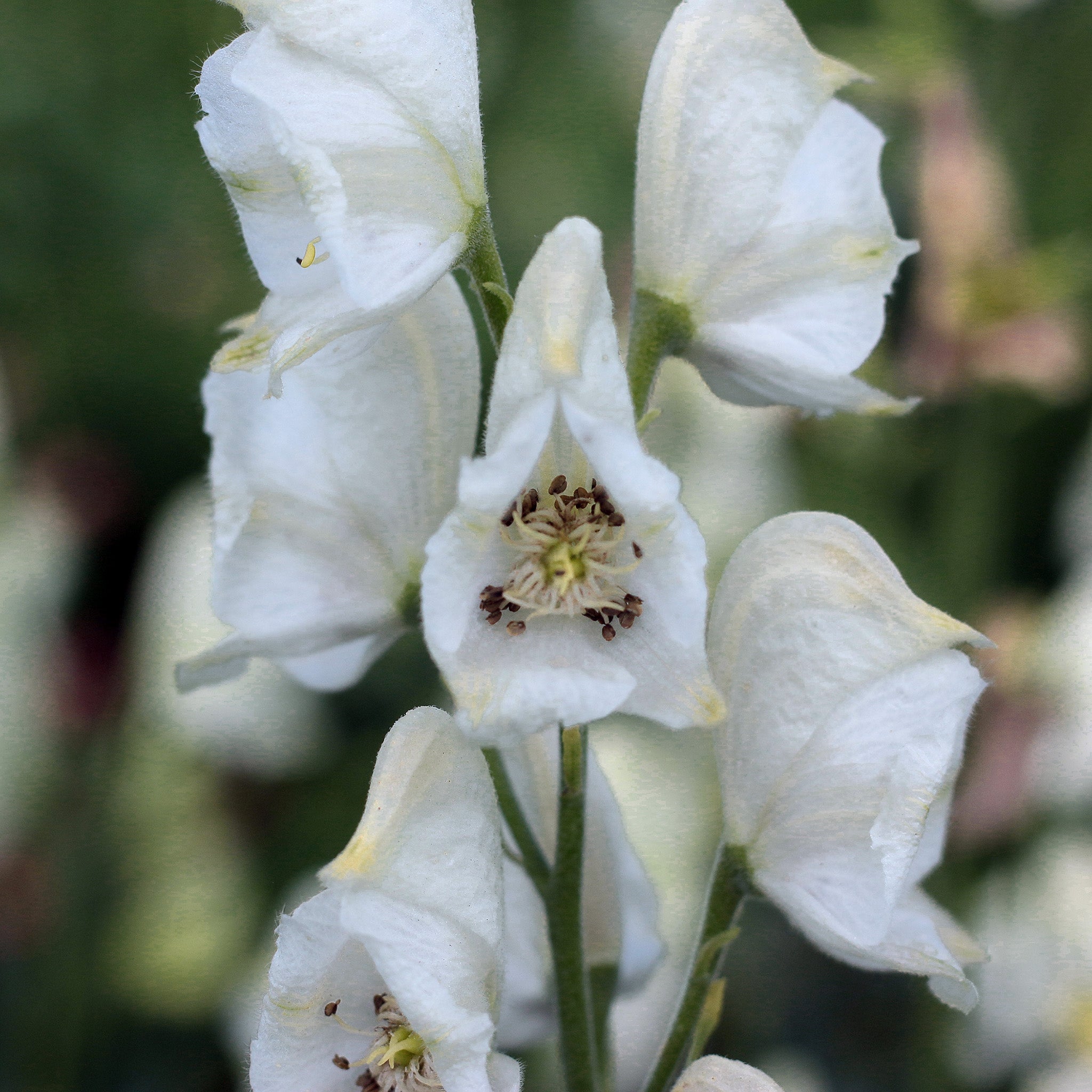 Aconitum napellus, Album