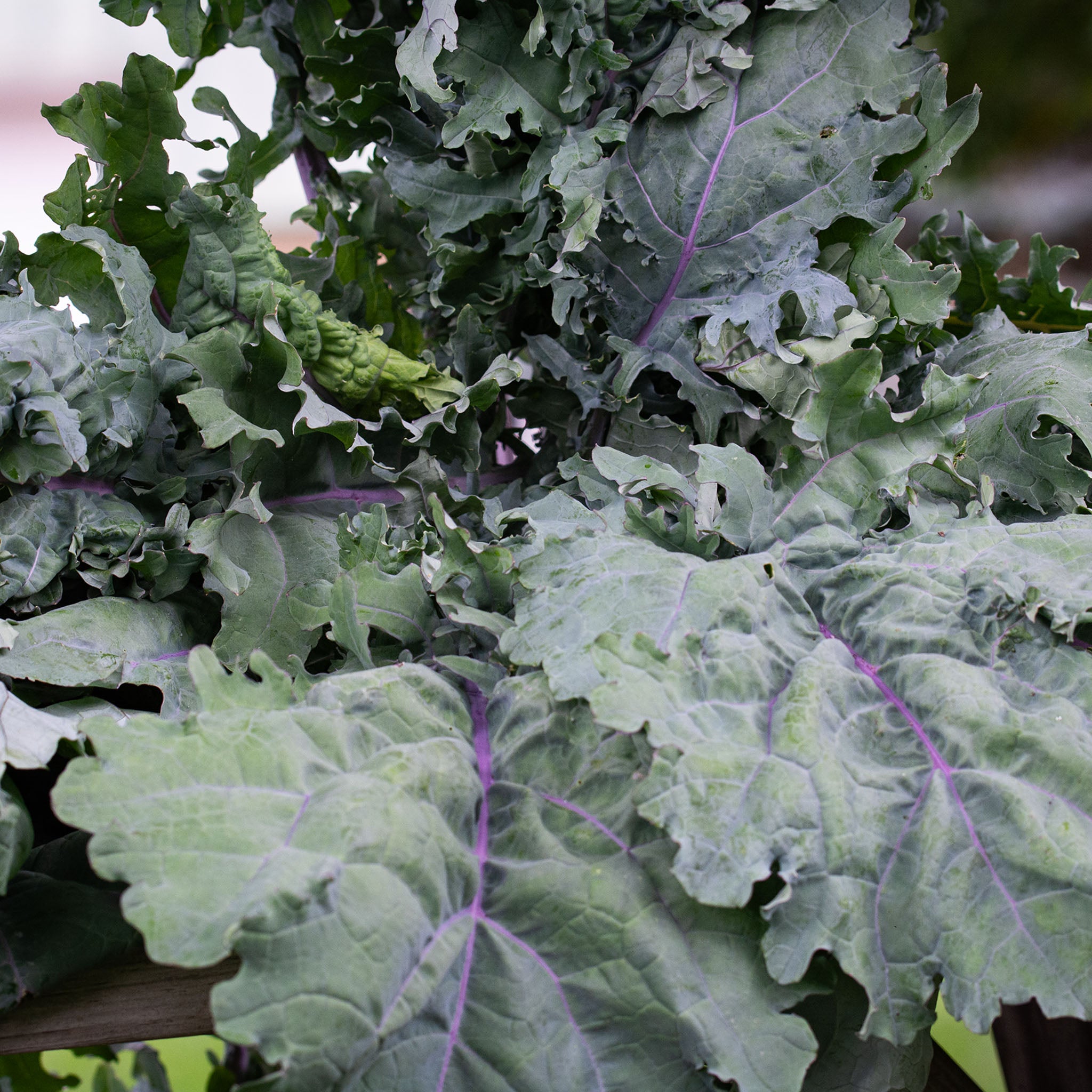 Kale, Red Russian