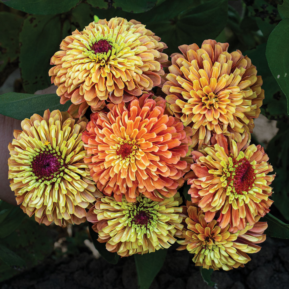 Zinnia, Queeny Lime Orange