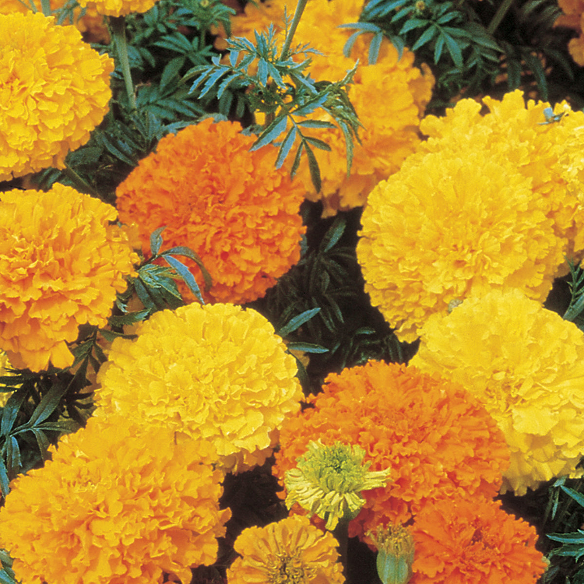 Marigold, Crackerjack Mix
