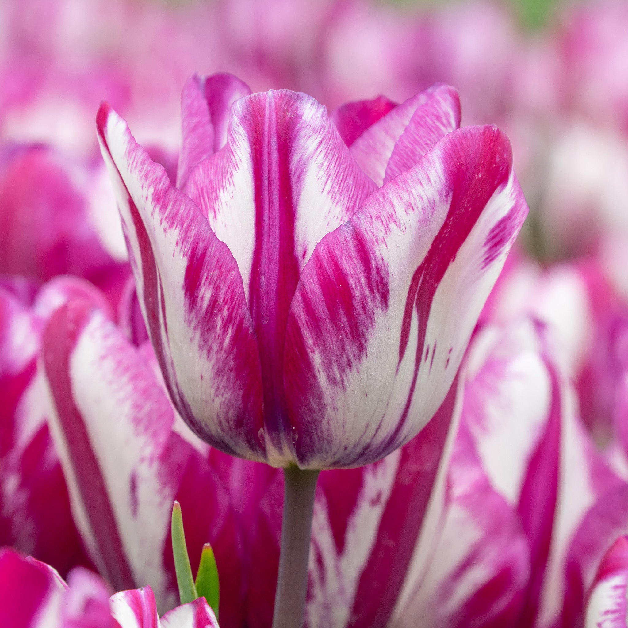 Tulip, Ohio, 10 Pack