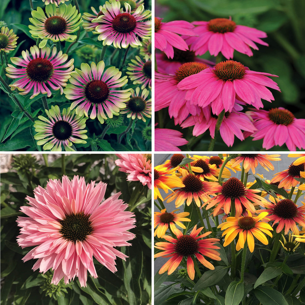 Echinacea Color Collection