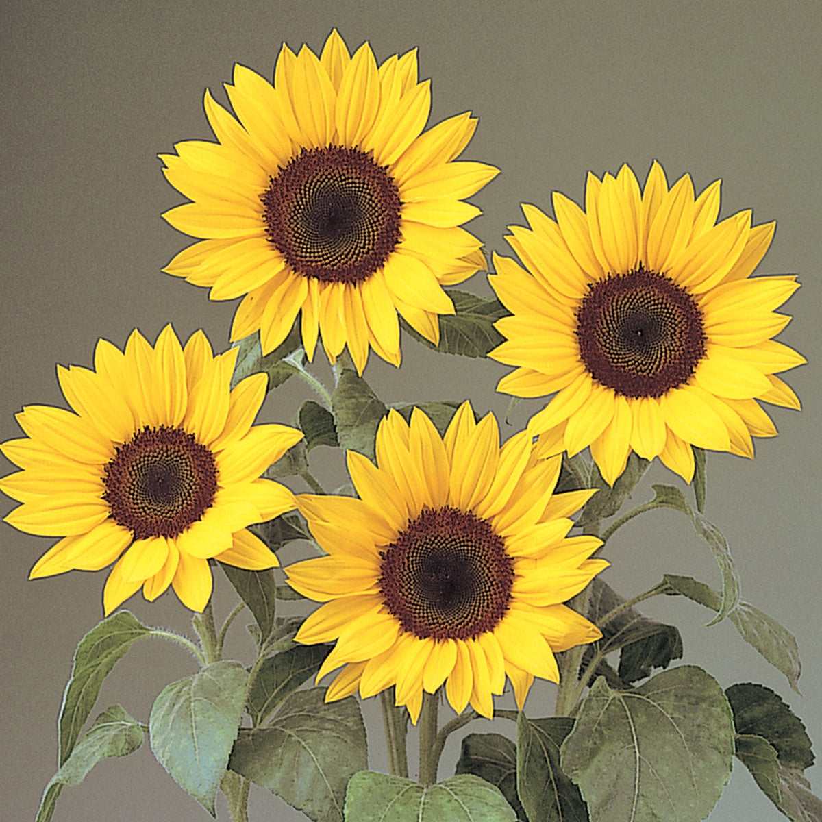 Sunflower, Full Sun Improved™ Hybrid