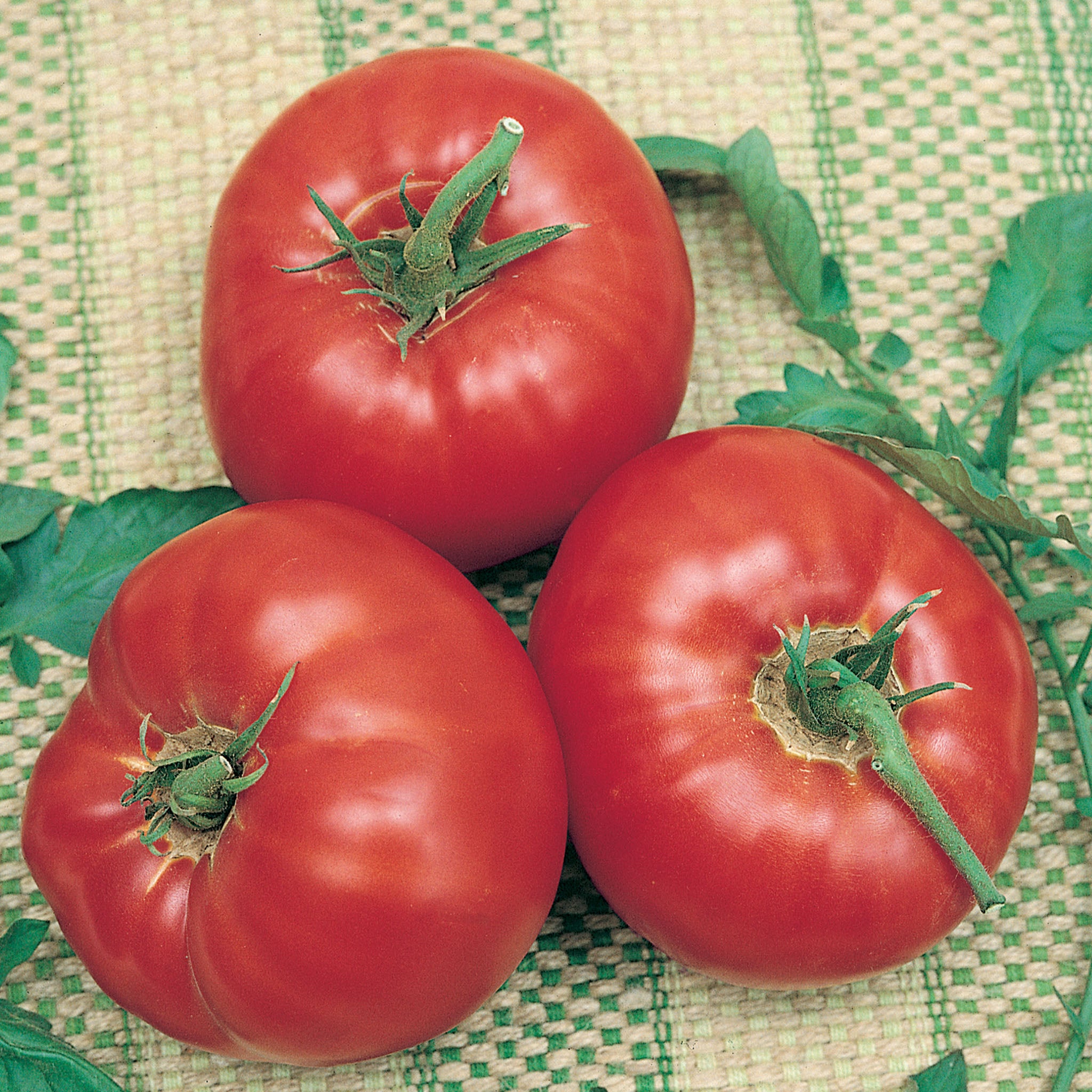 Tomato, Park's Whopper Improved Hybrid