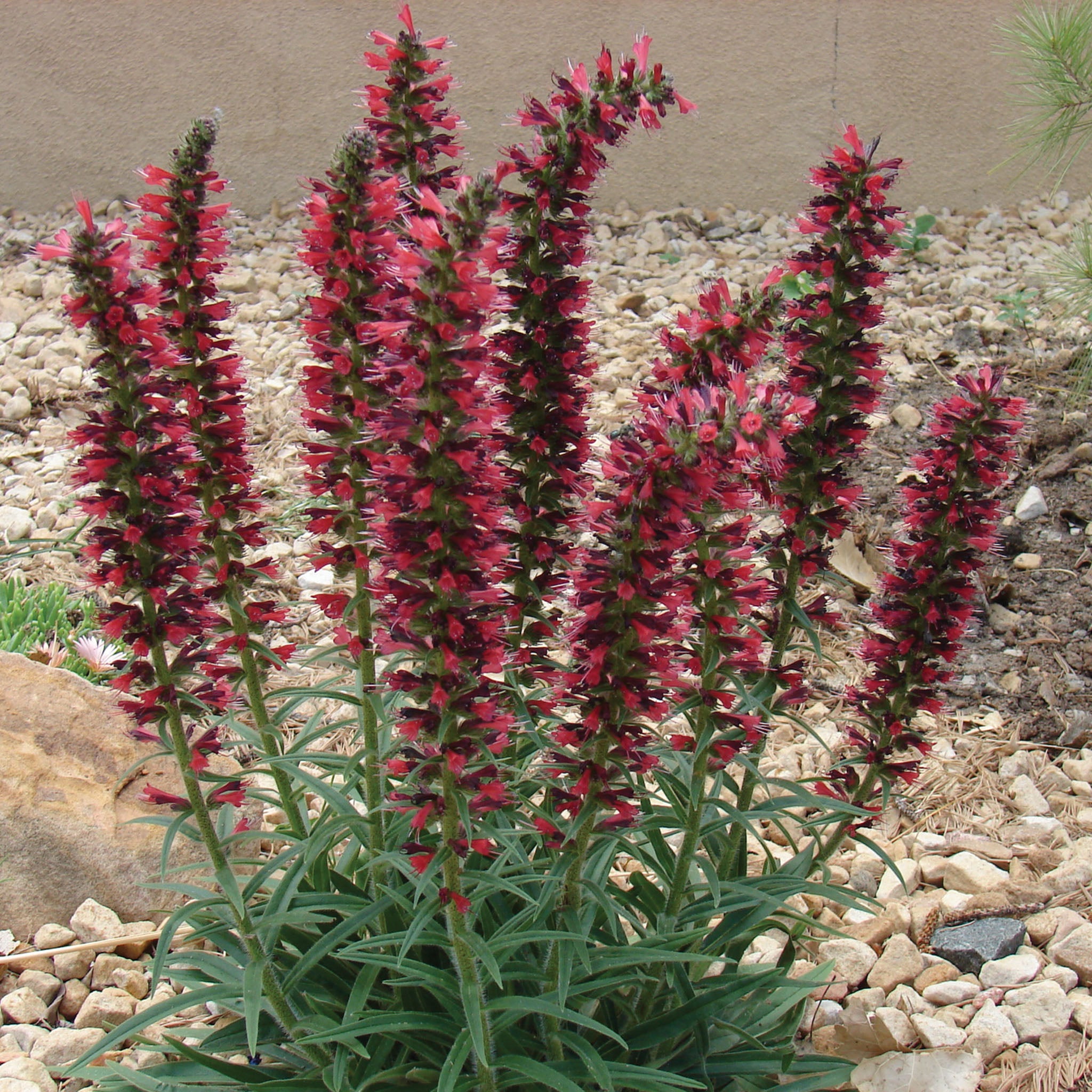 Echium, Red Feathers