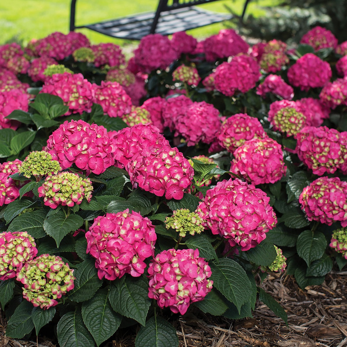 Hydrangea, Endless Summer® Summer Crush®