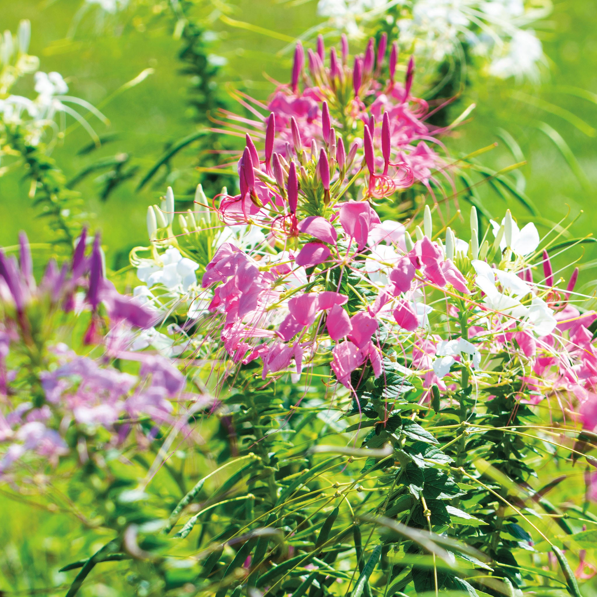 Cleome, Queen Mix
