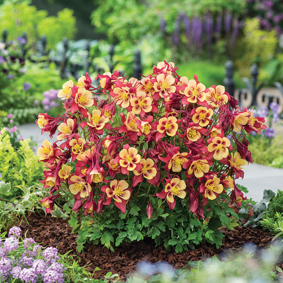 Aquilegia, Earlybird™ Red Yellow Hybrid