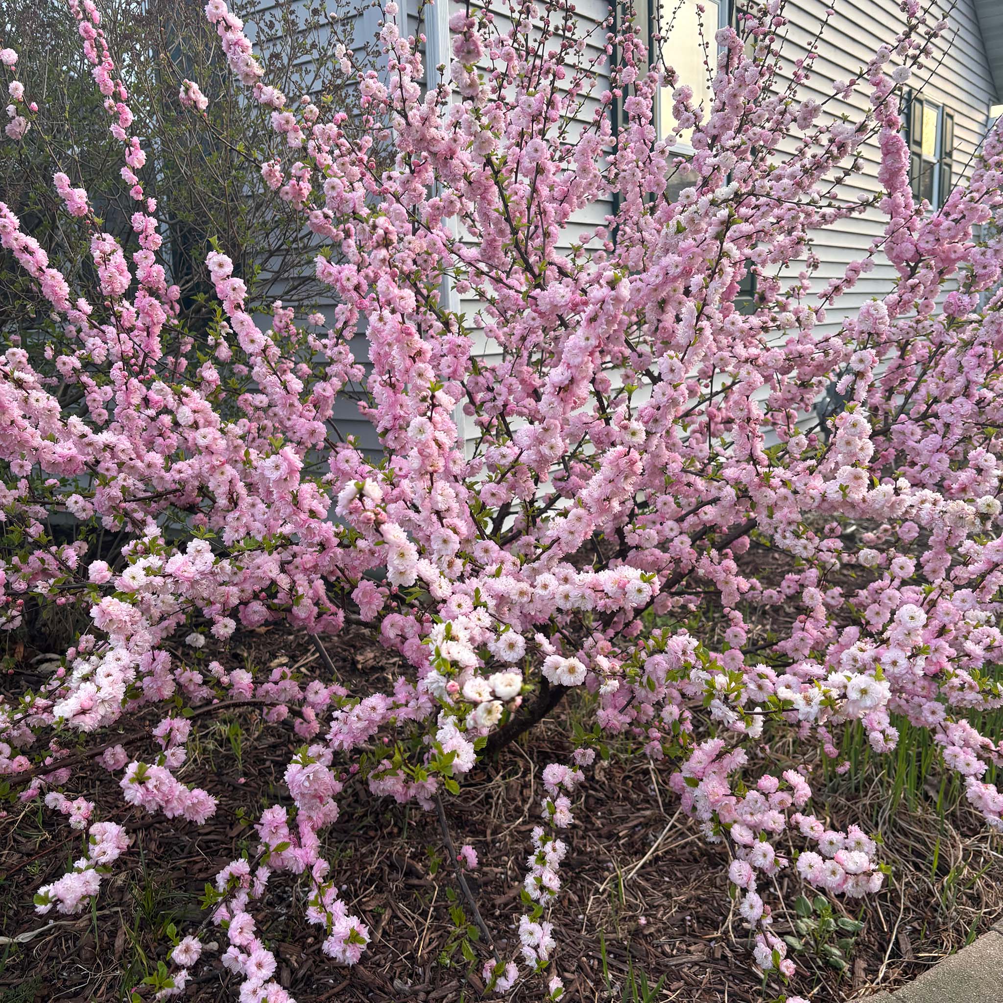 China Rose Tree