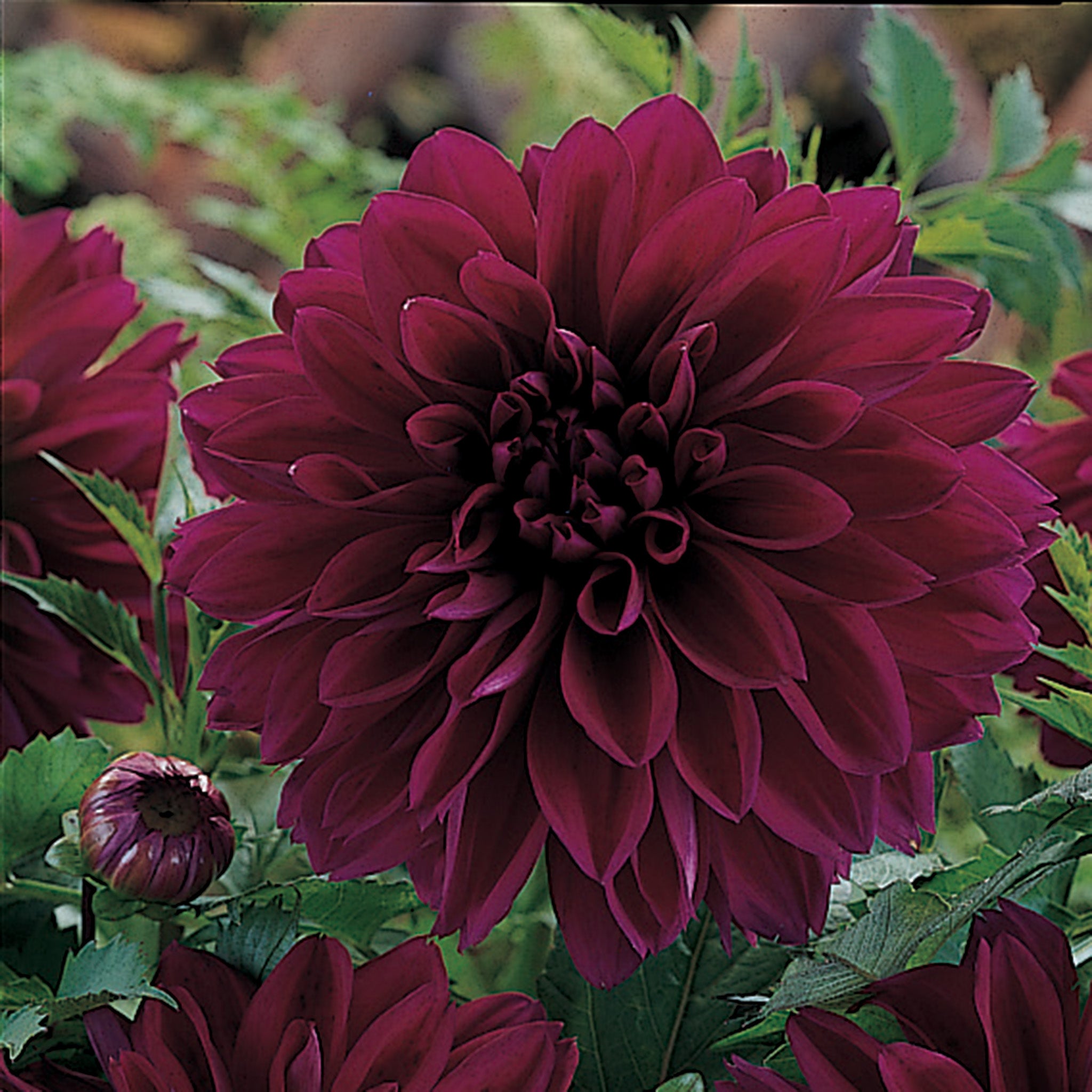 Dahlia, Thomas Edison
