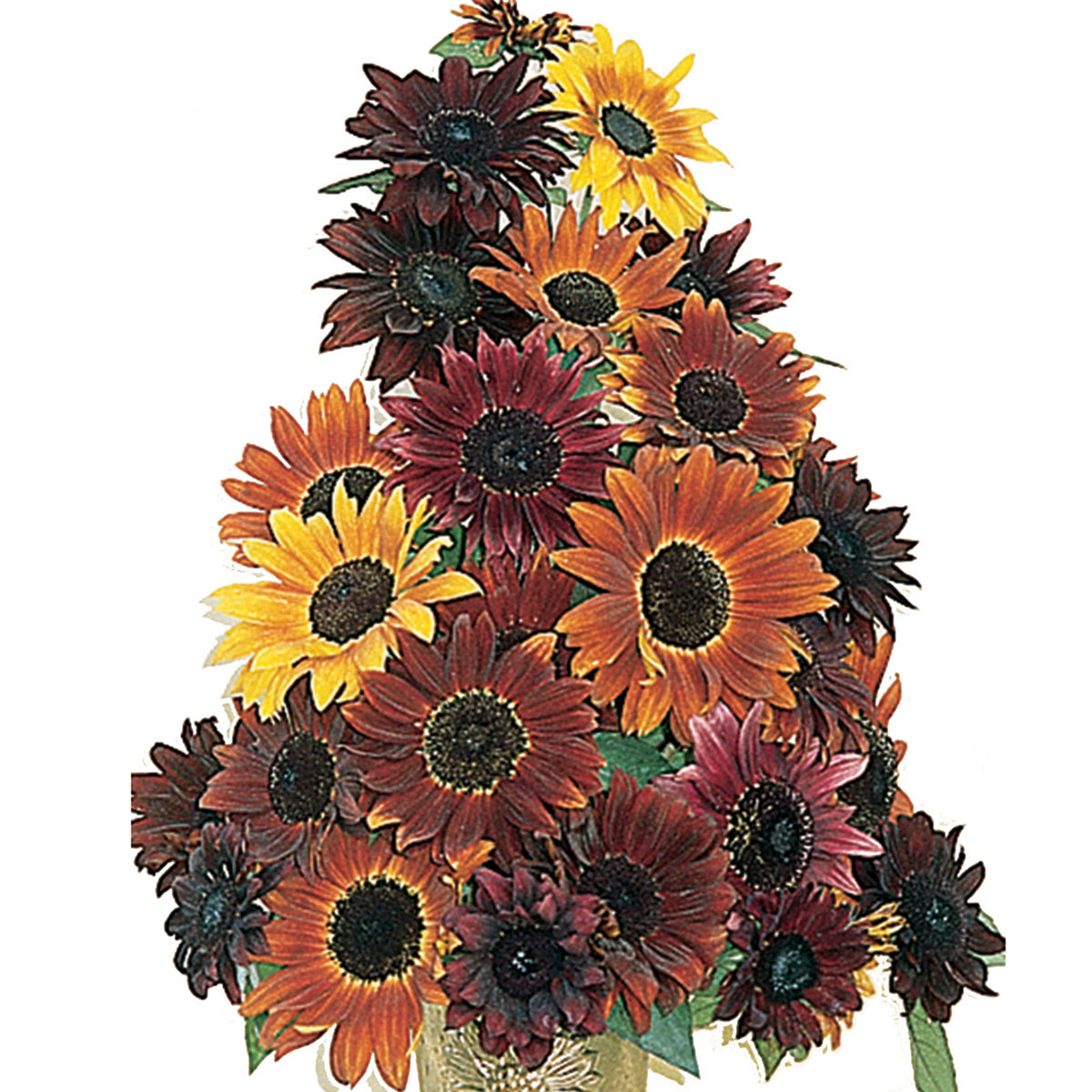 Sunflower, Infrared Hybrid Mix