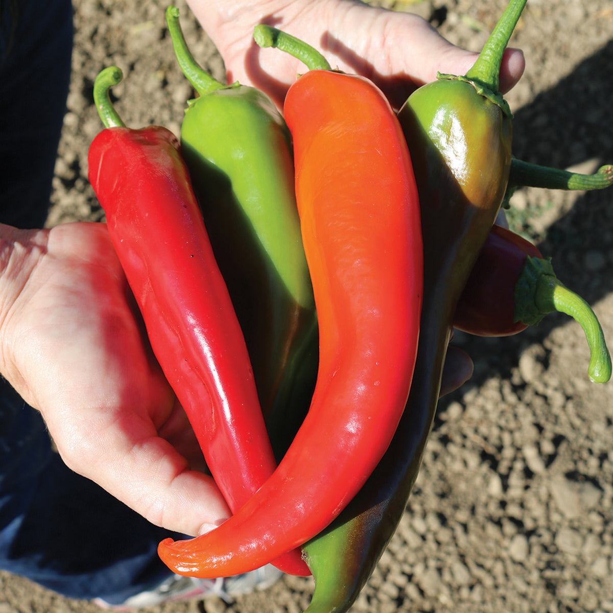 Pepper, Hot, Biggie Chile™ Hybrid