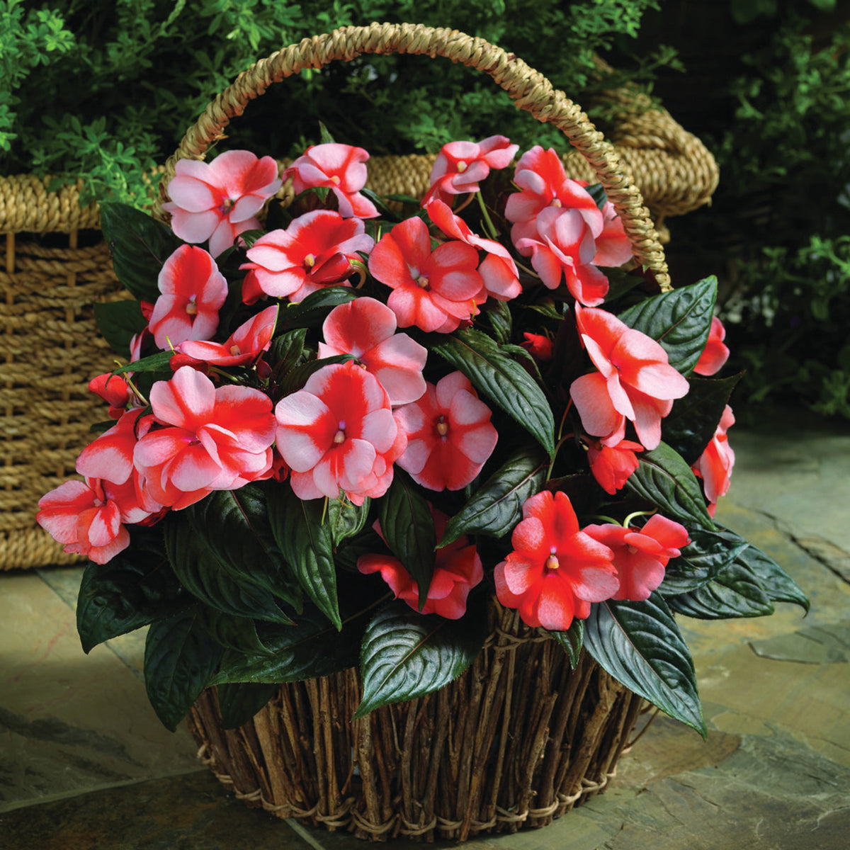 Impatiens, Florific® Sweet Orange Hybrid