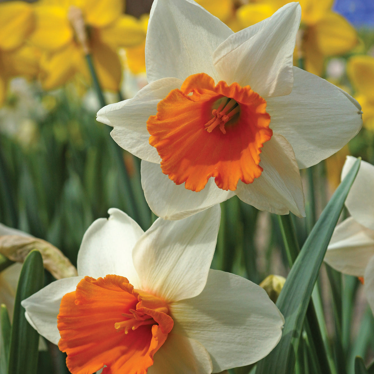 Daffodil, Chromacolor, 10 Pack