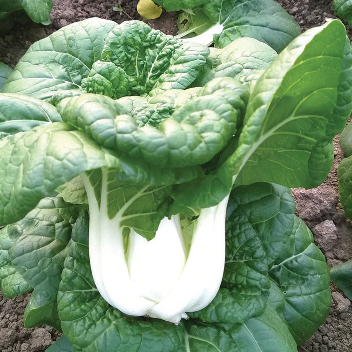 Pak Choi, Asian Delight Hybrid