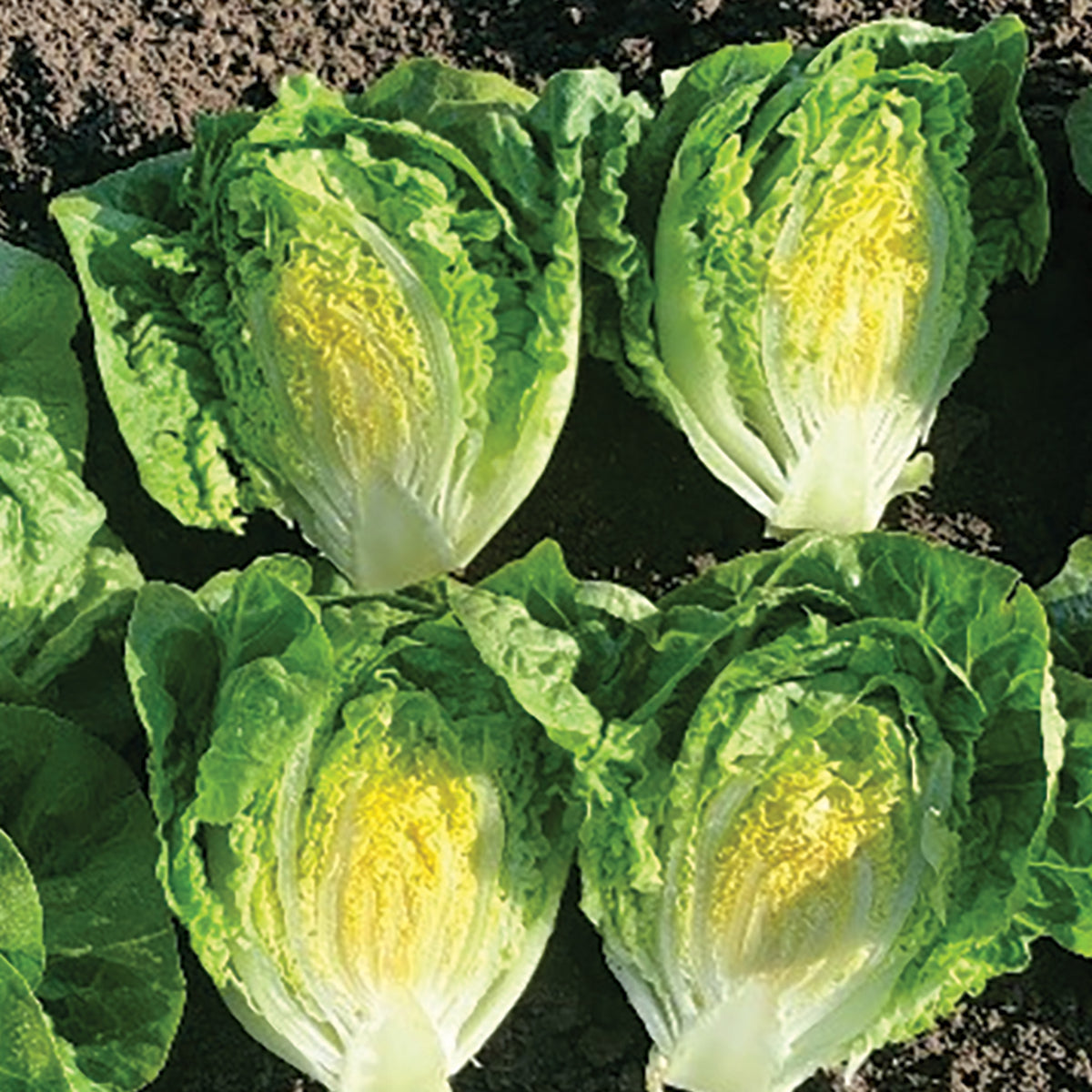 Lettuce, Romaine, Buteos