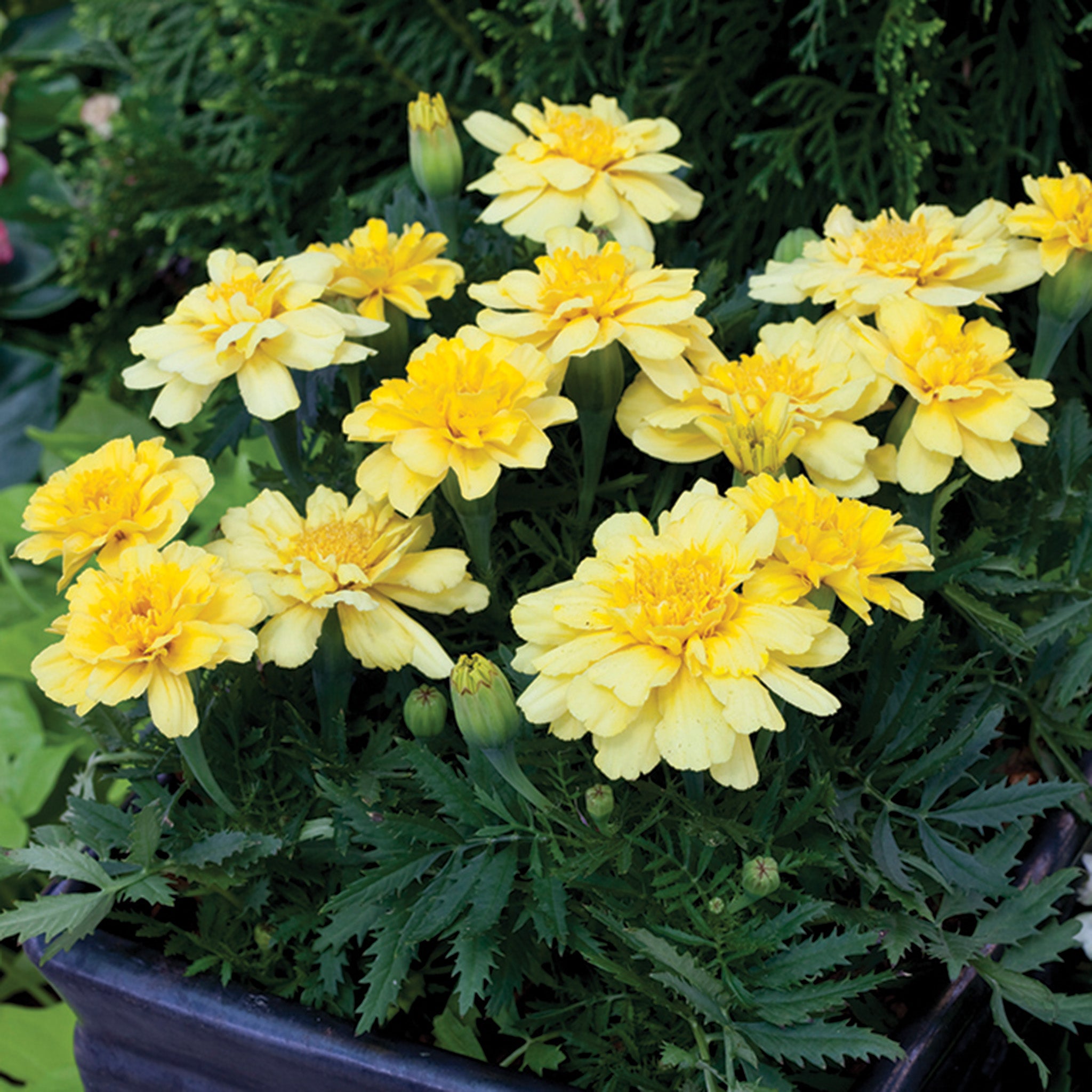 Marigold, Alumia™ Vanilla Cream