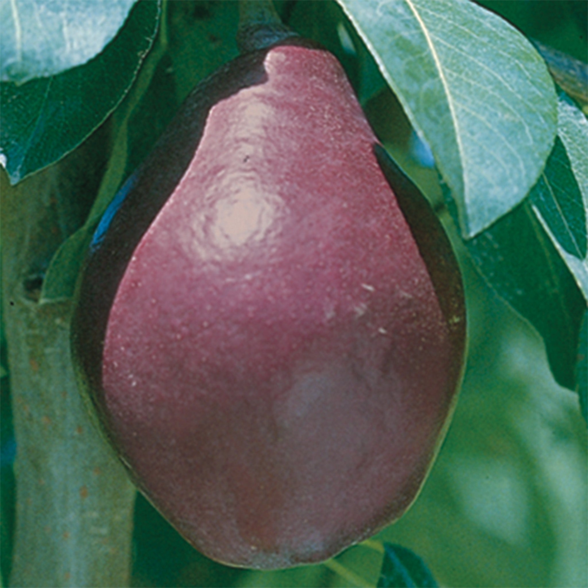 Pear, Kalle (Red Clapps)