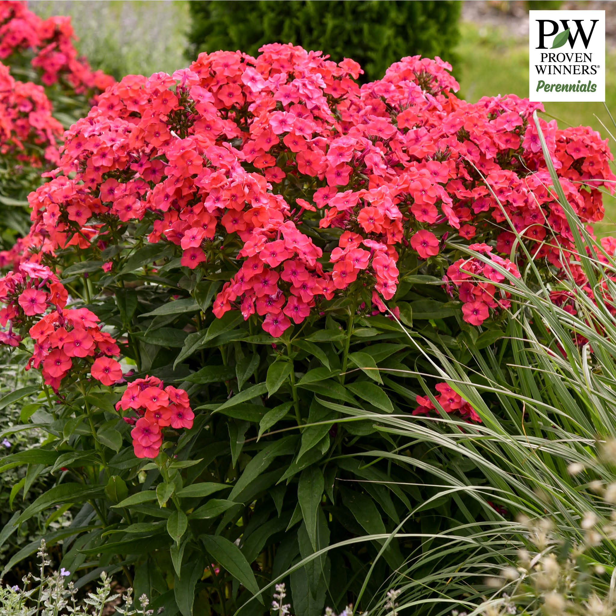 Phlox, Luminary® Sunset Coral