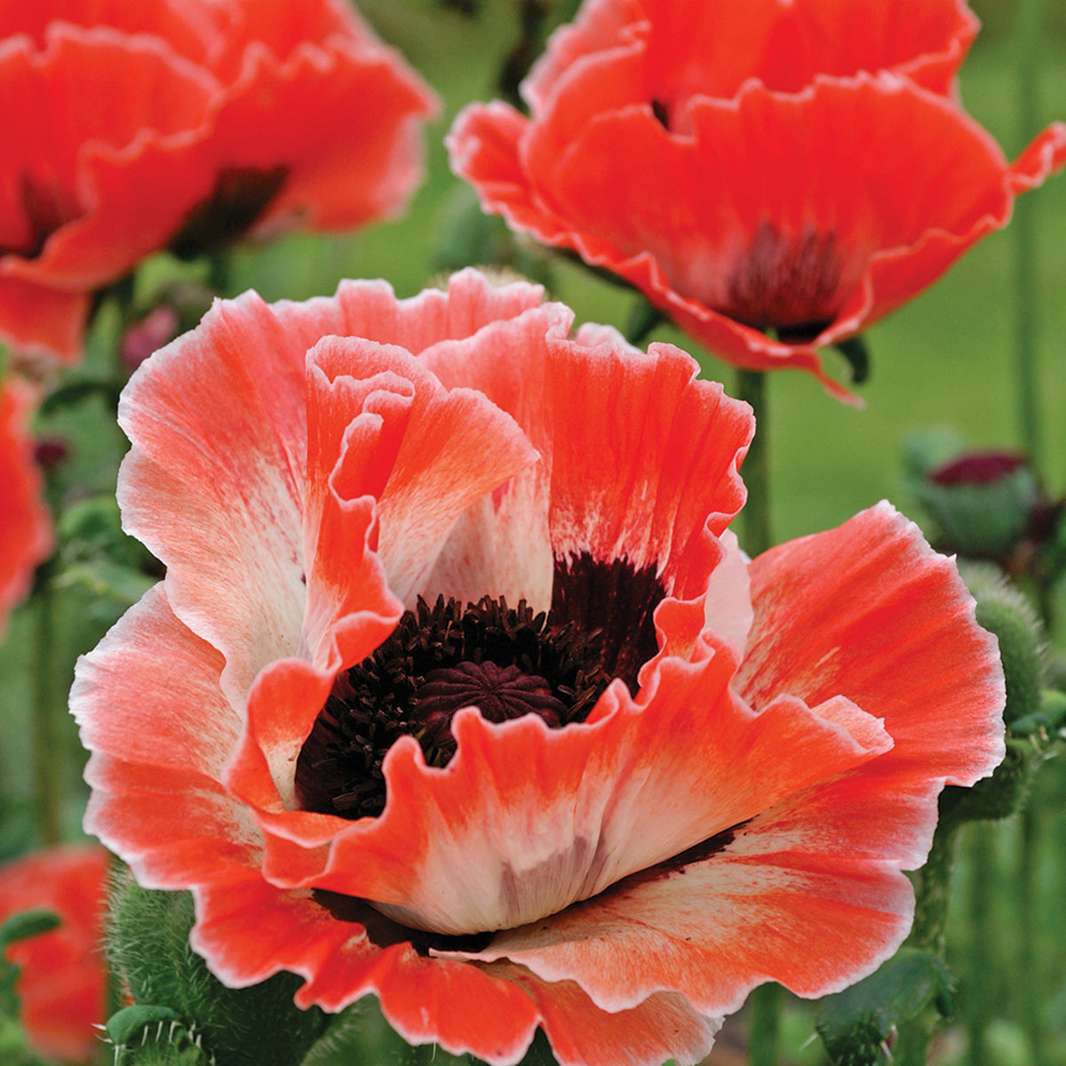 Poppy, Oriental, Carnival