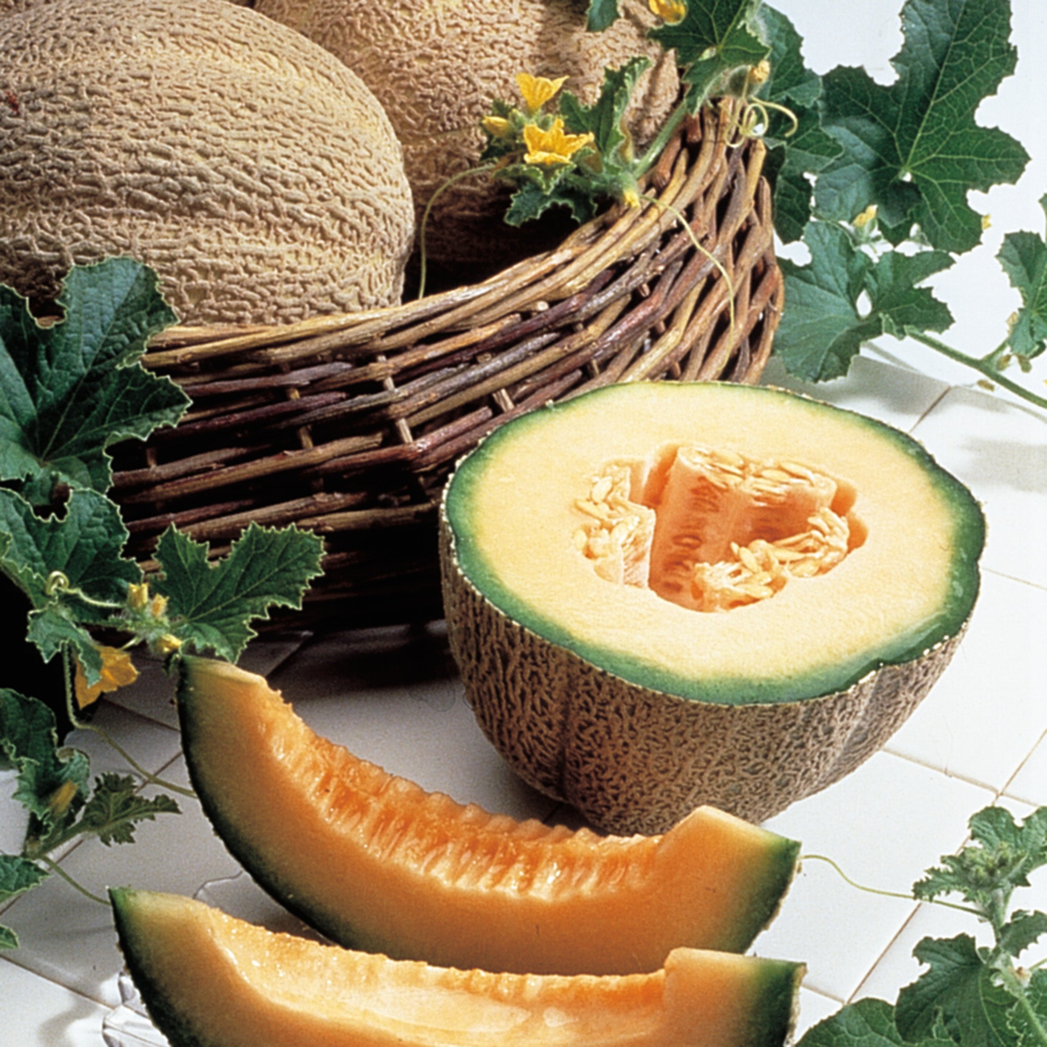 Melon, Burpee Hybrid