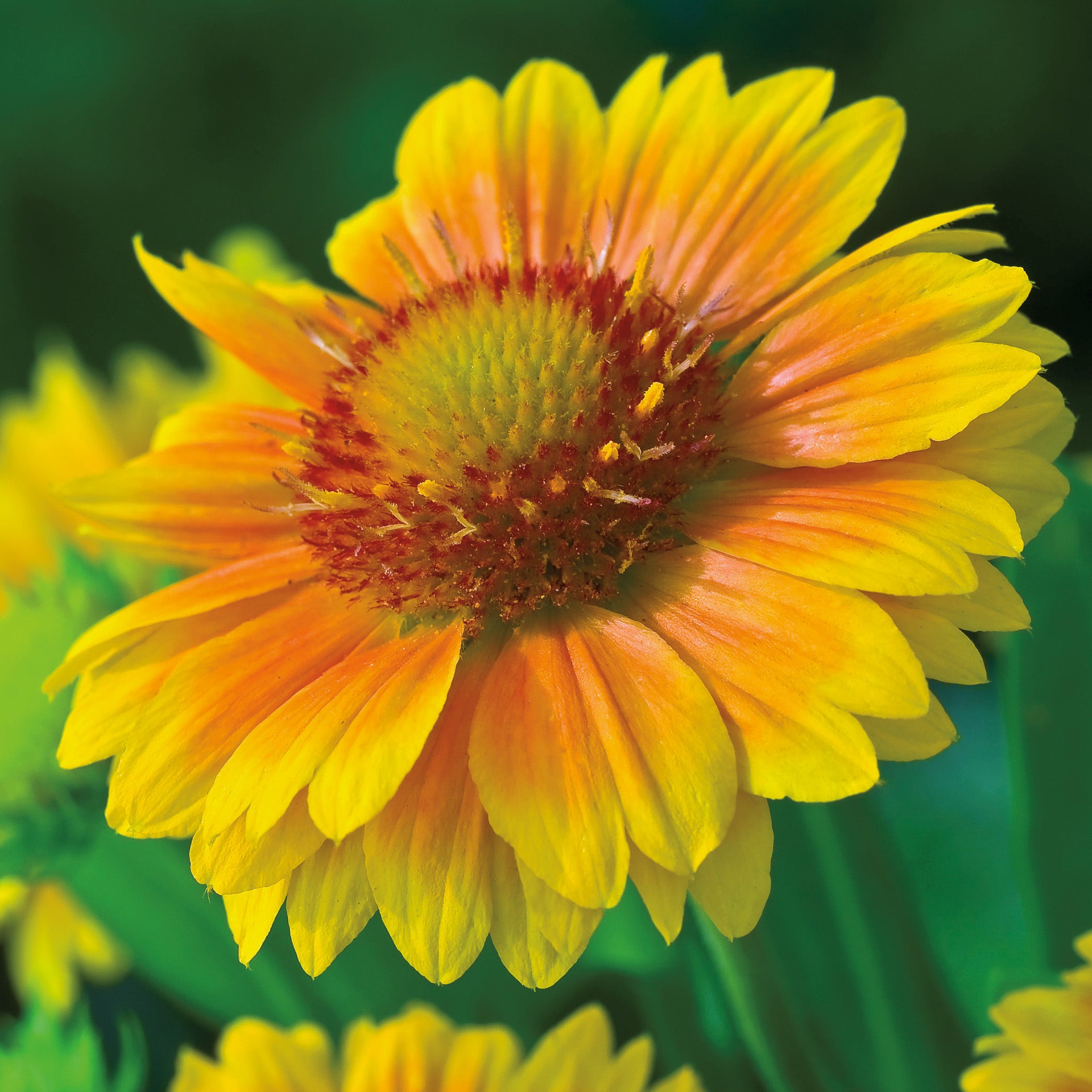 Gaillardia, Arizona Apricot