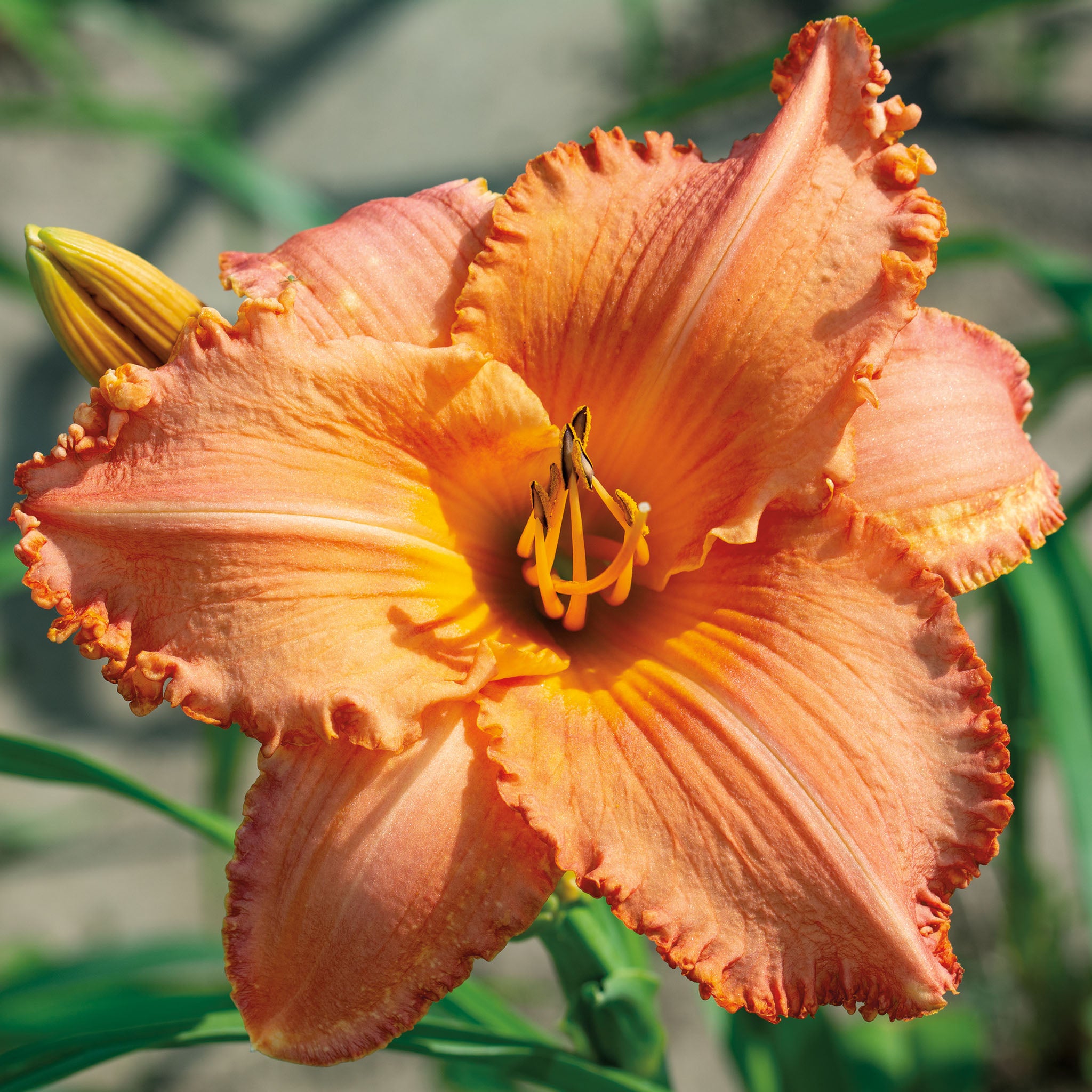 Daylily, New Tangerine Twist