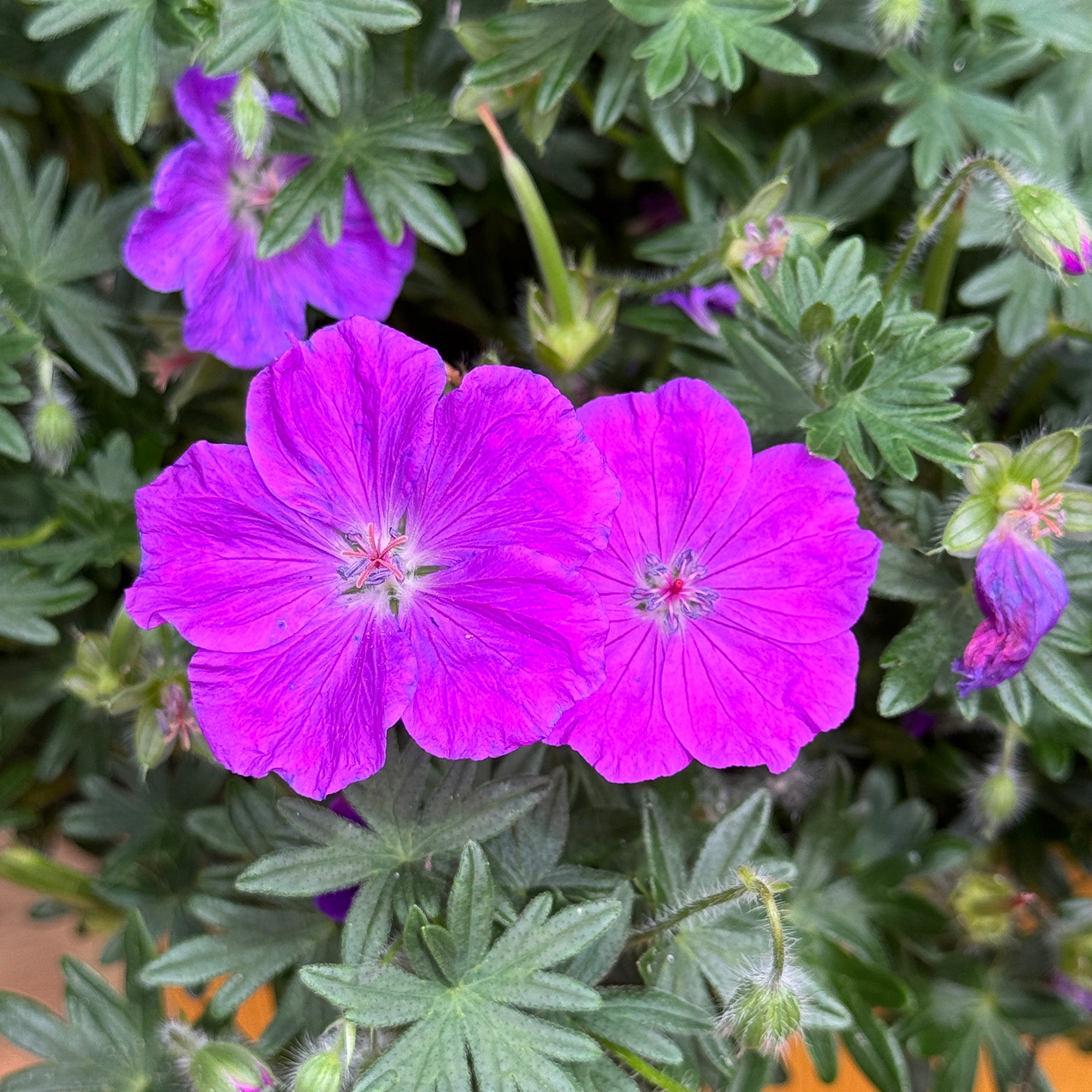 Geranium, Frivolius™ Purple
