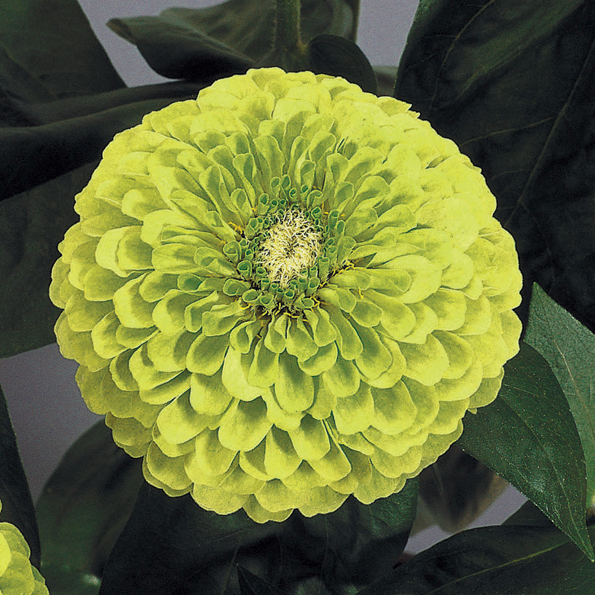 Zinnia, Benary's Giant Lime
