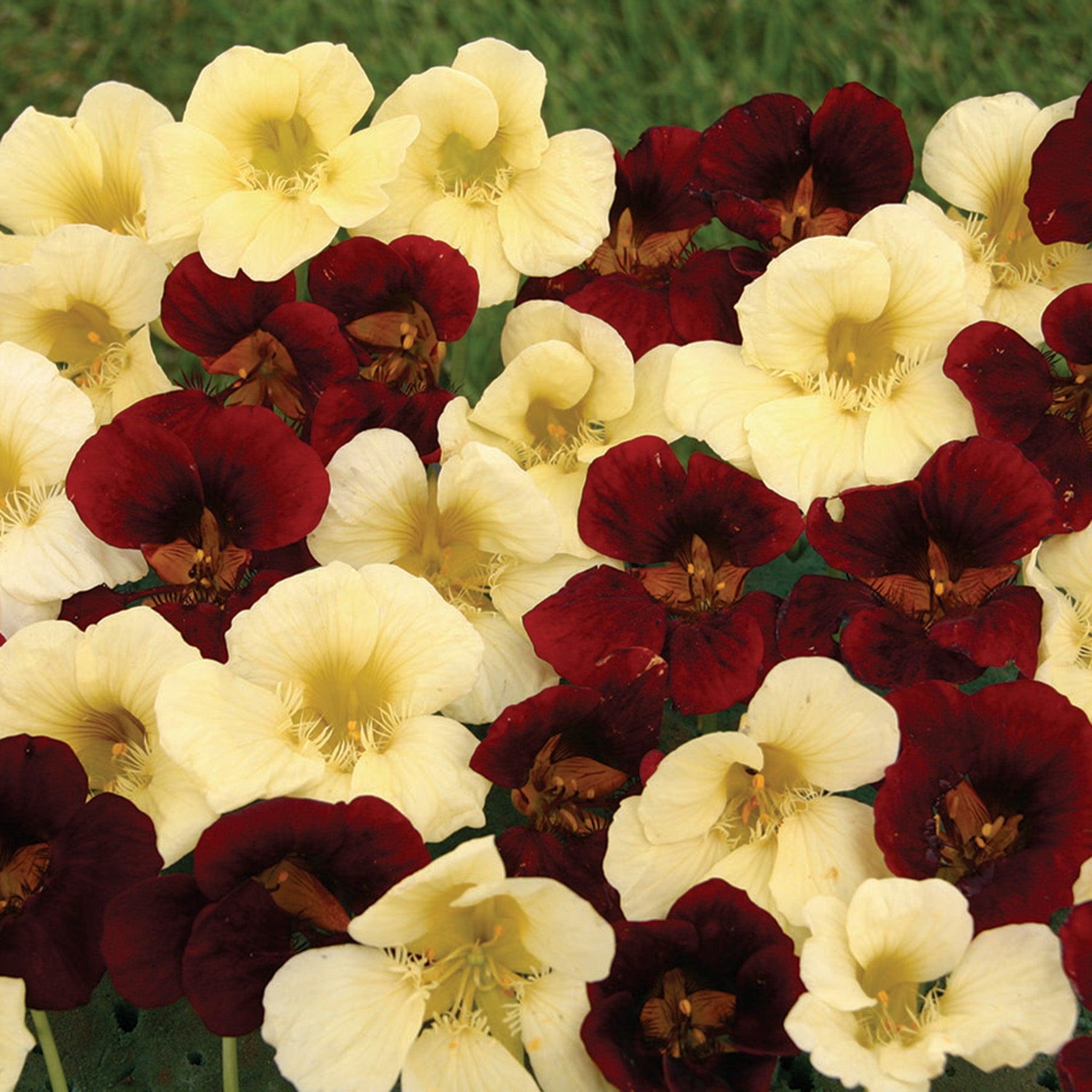 Nasturtium, Night & Day Mix