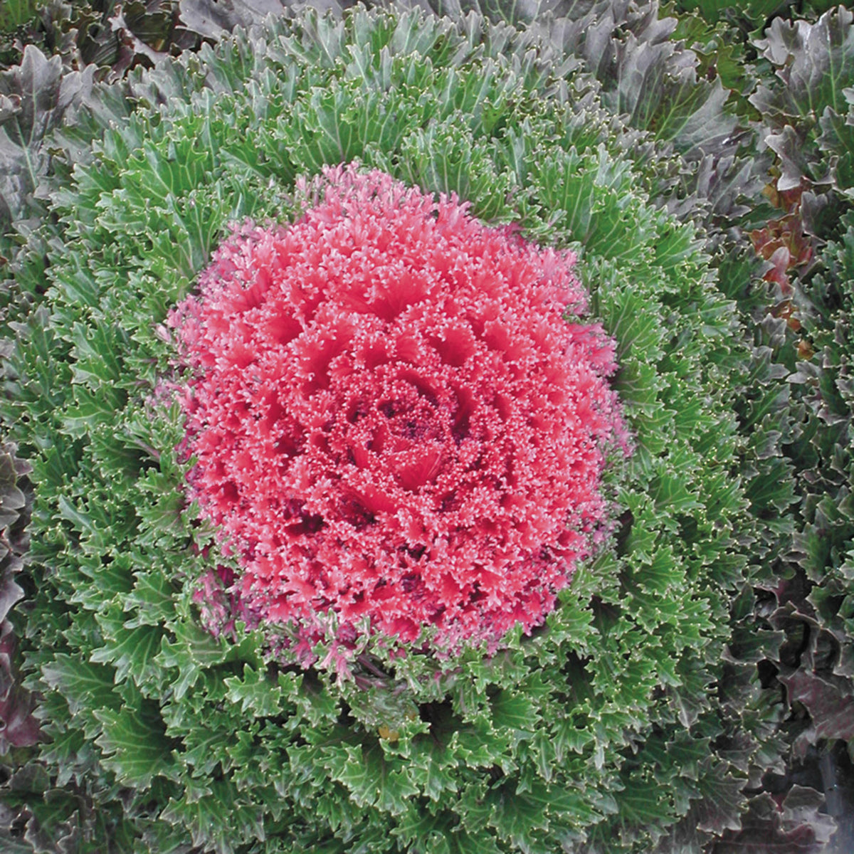 Kale, Ornamental, Glamour™ Red Hyb