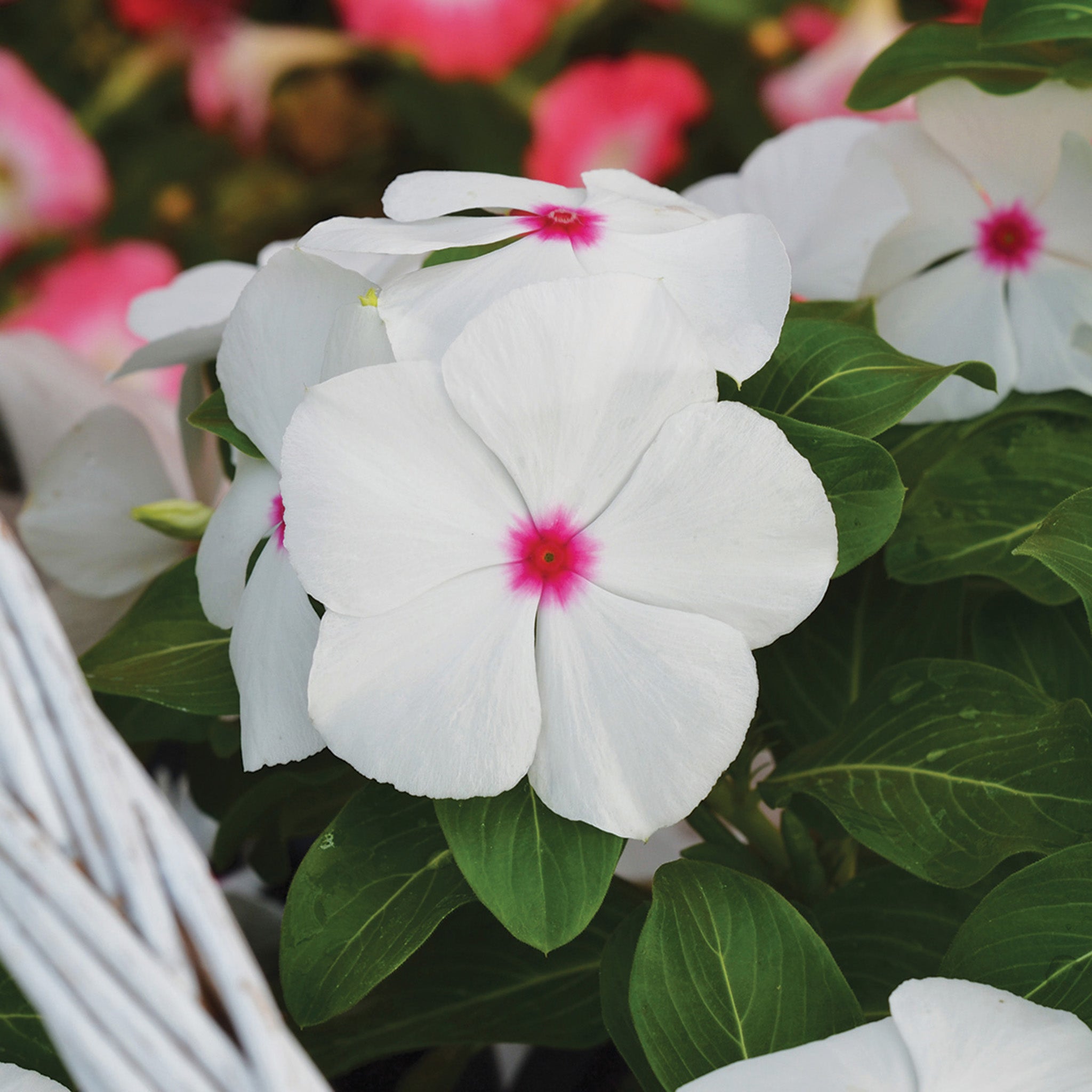Vinca, Mega Bloom® Polka Dot Hybrid