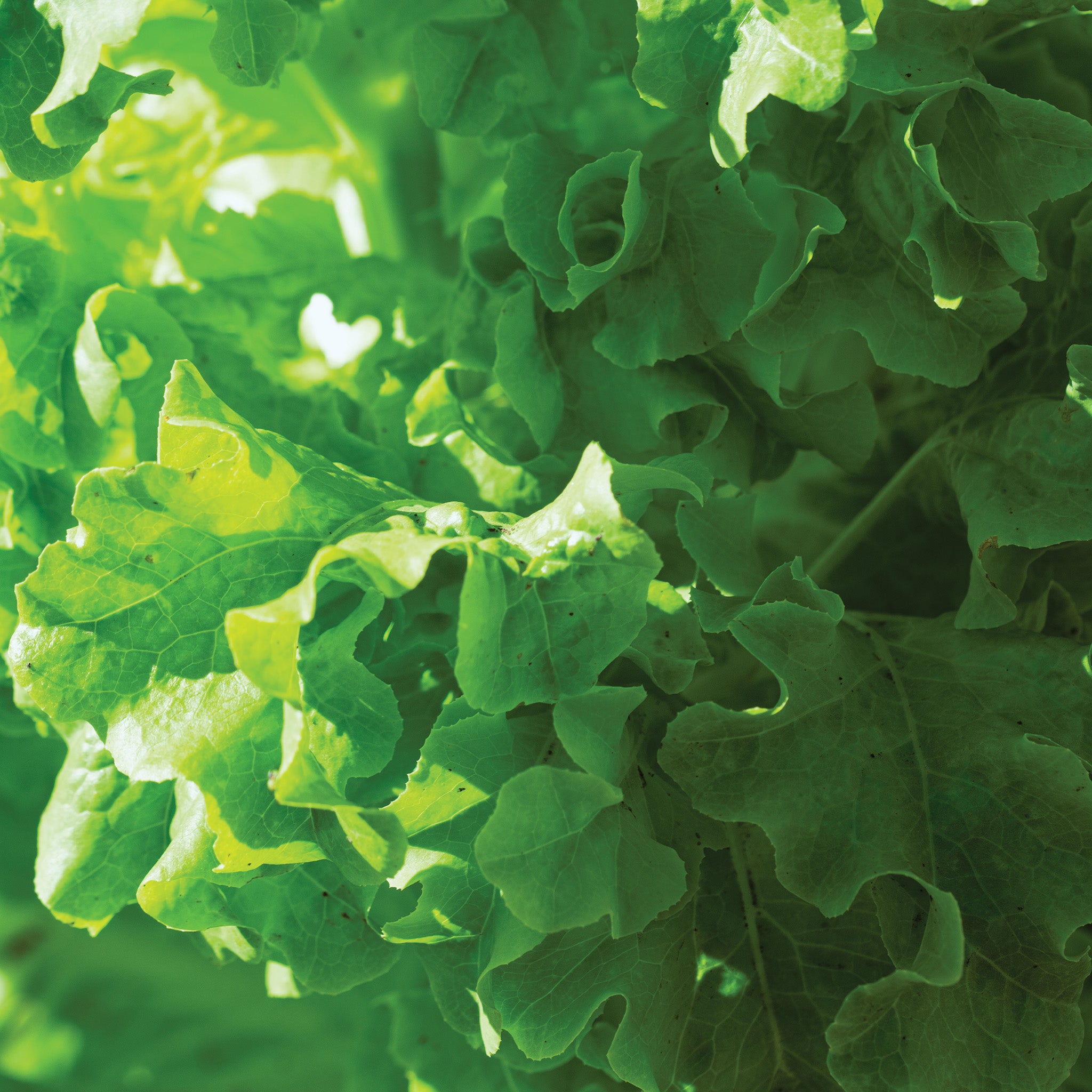 Lettuce, Looseleaf, Salad Bowl
