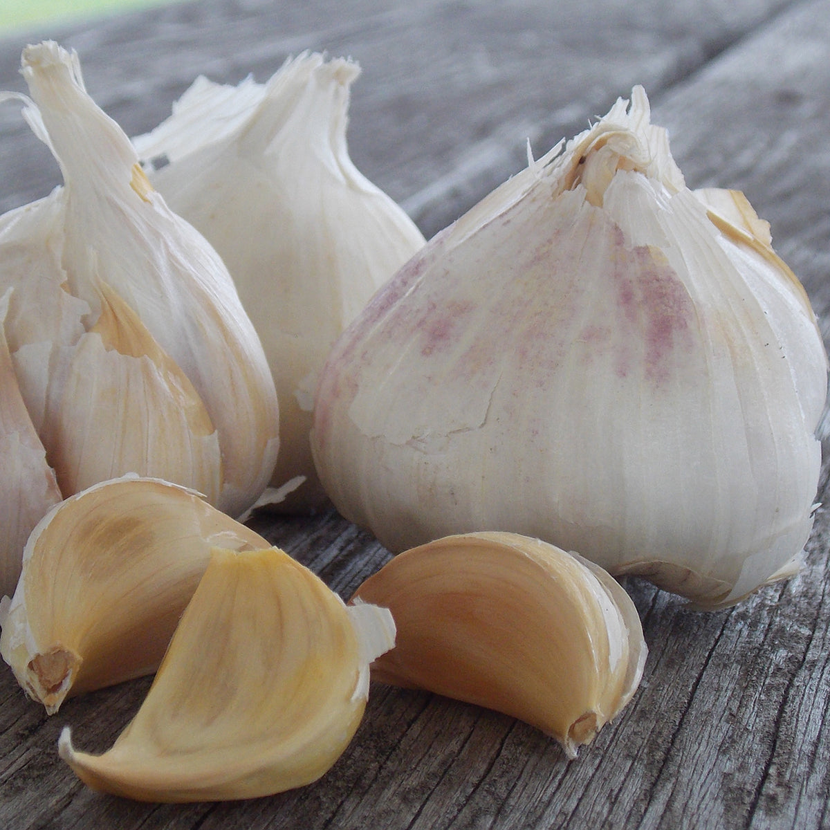 Garlic, Inchelium Red, 1/2 Lb