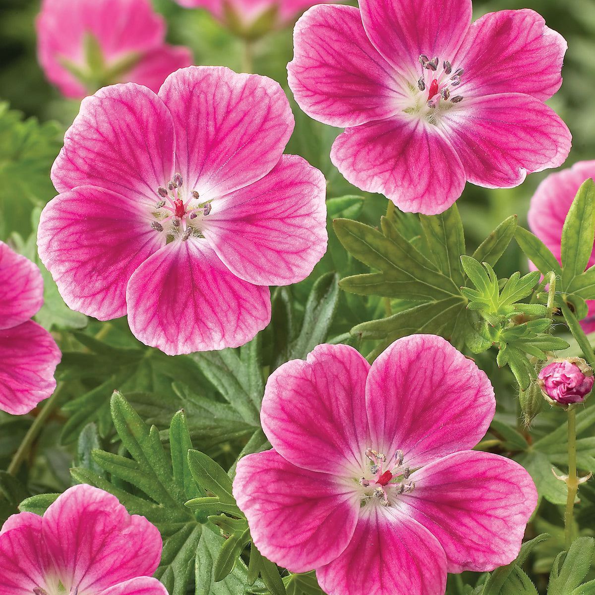 Geranium, Elke