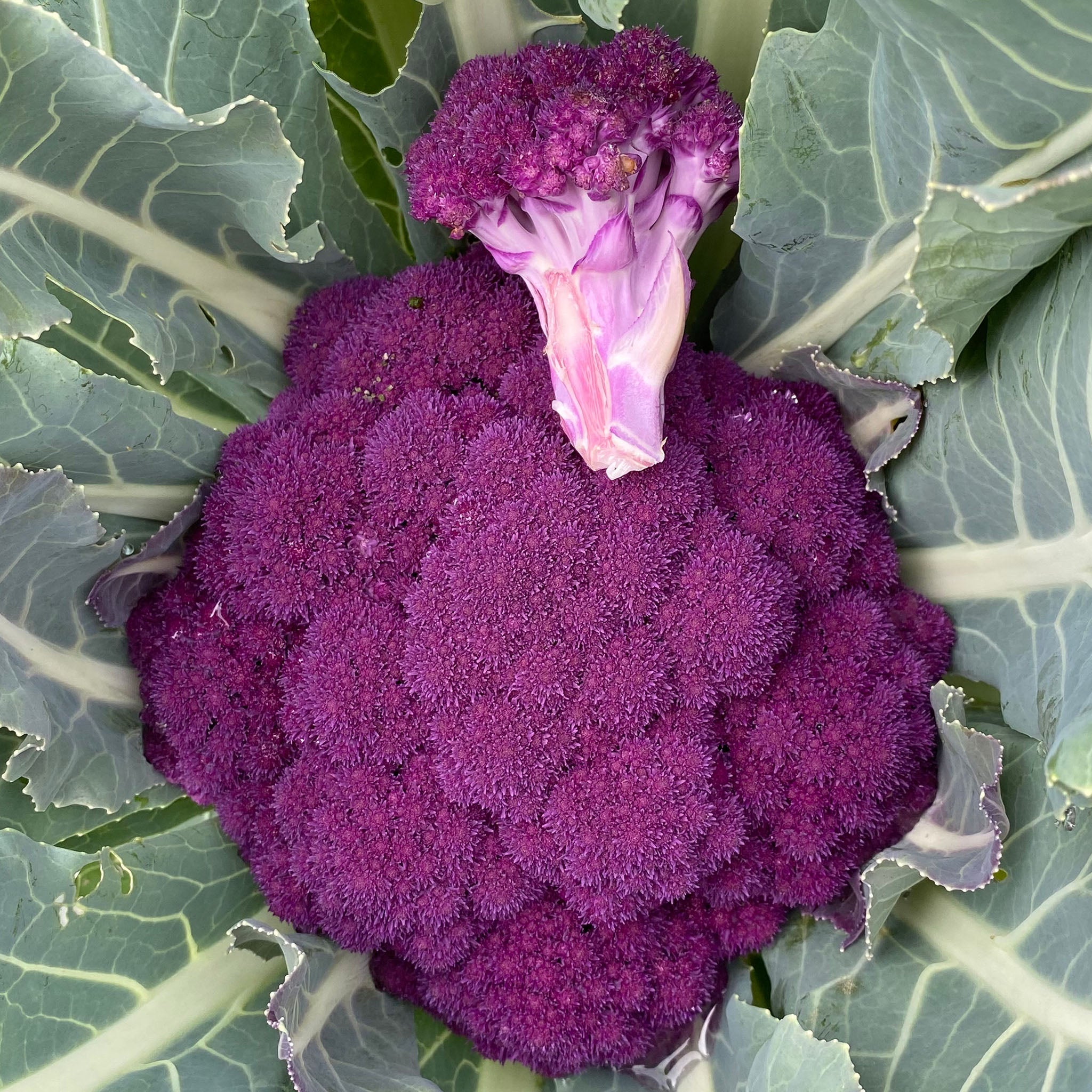 Cauliflower, Hipster Hybrid